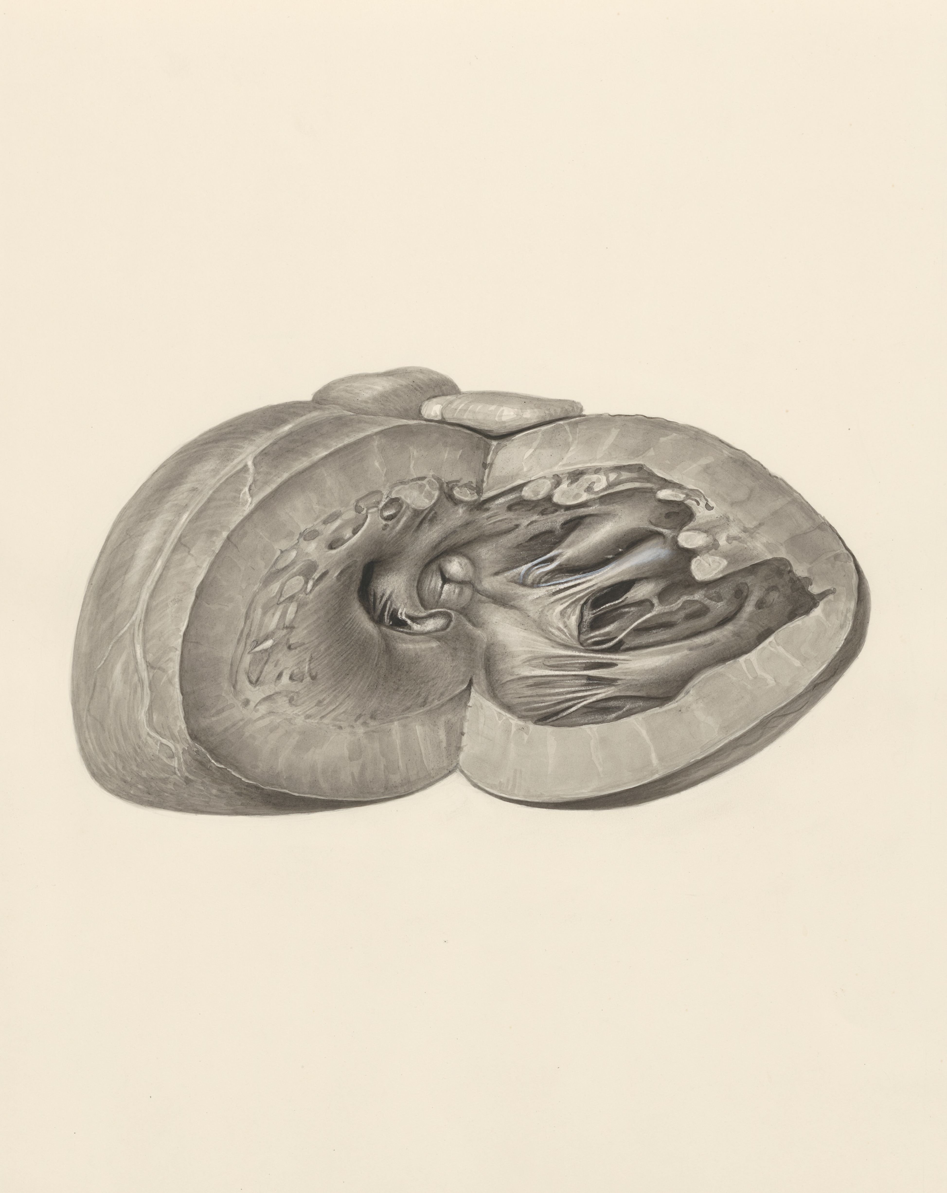 Heart