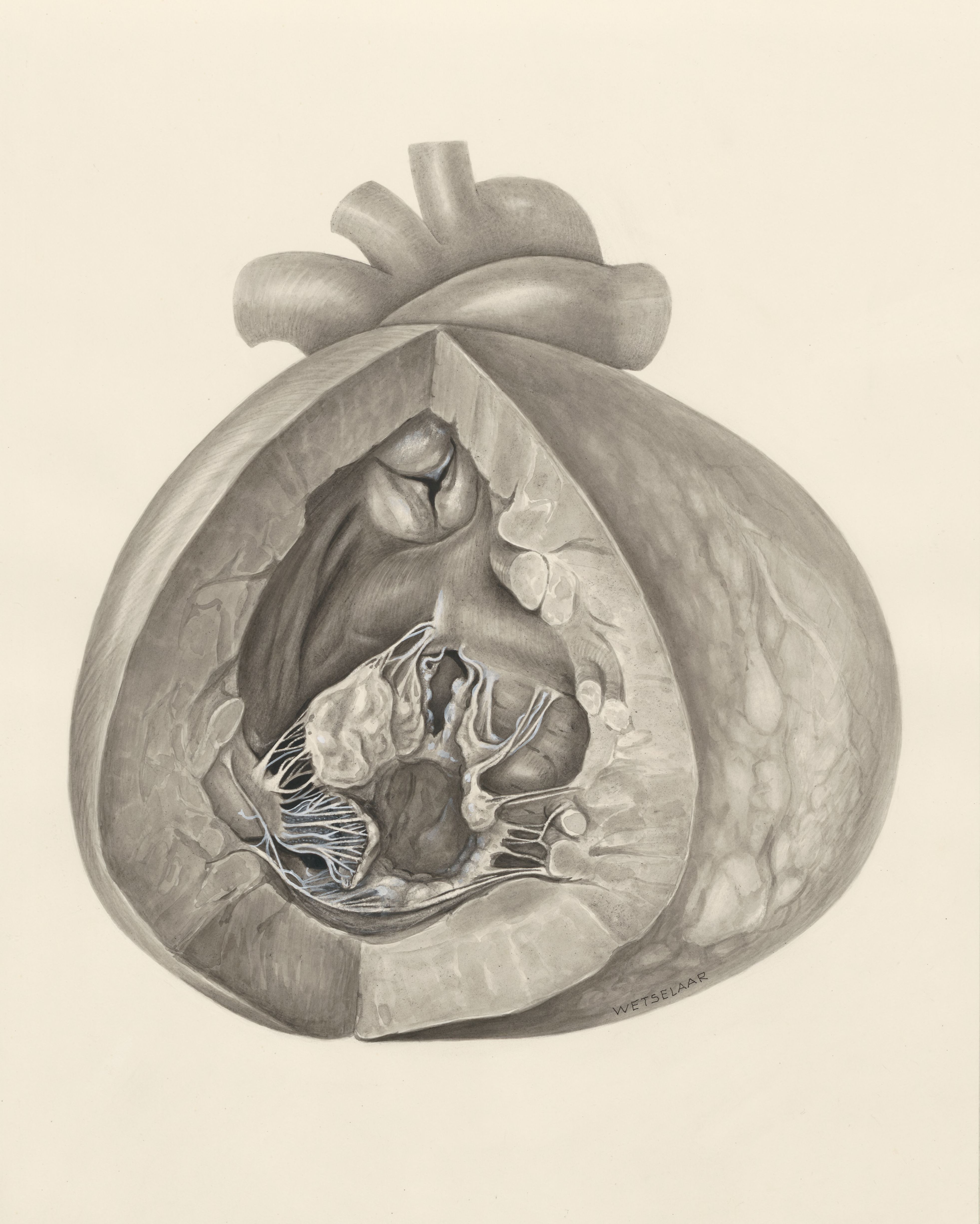 Heart