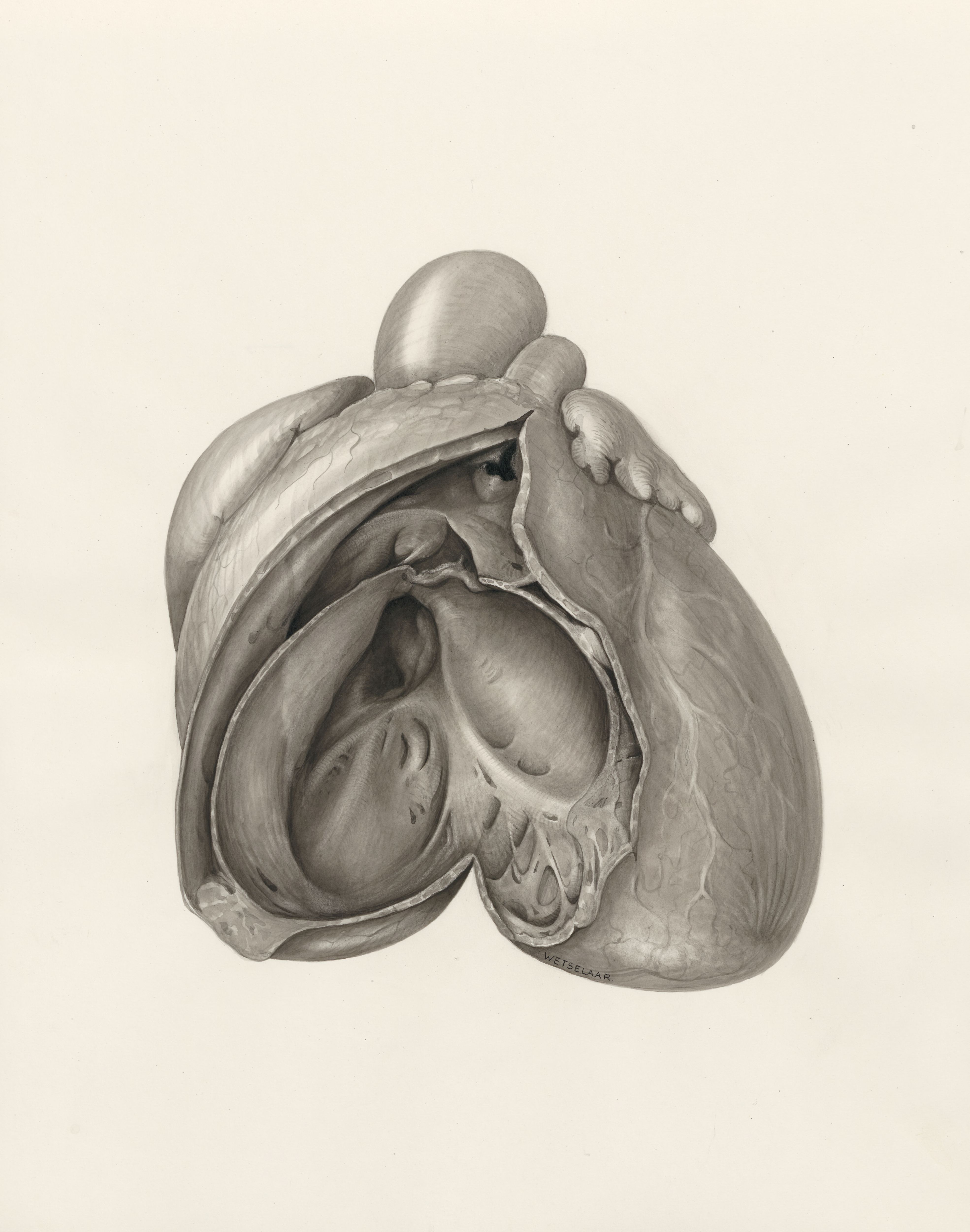 Heart