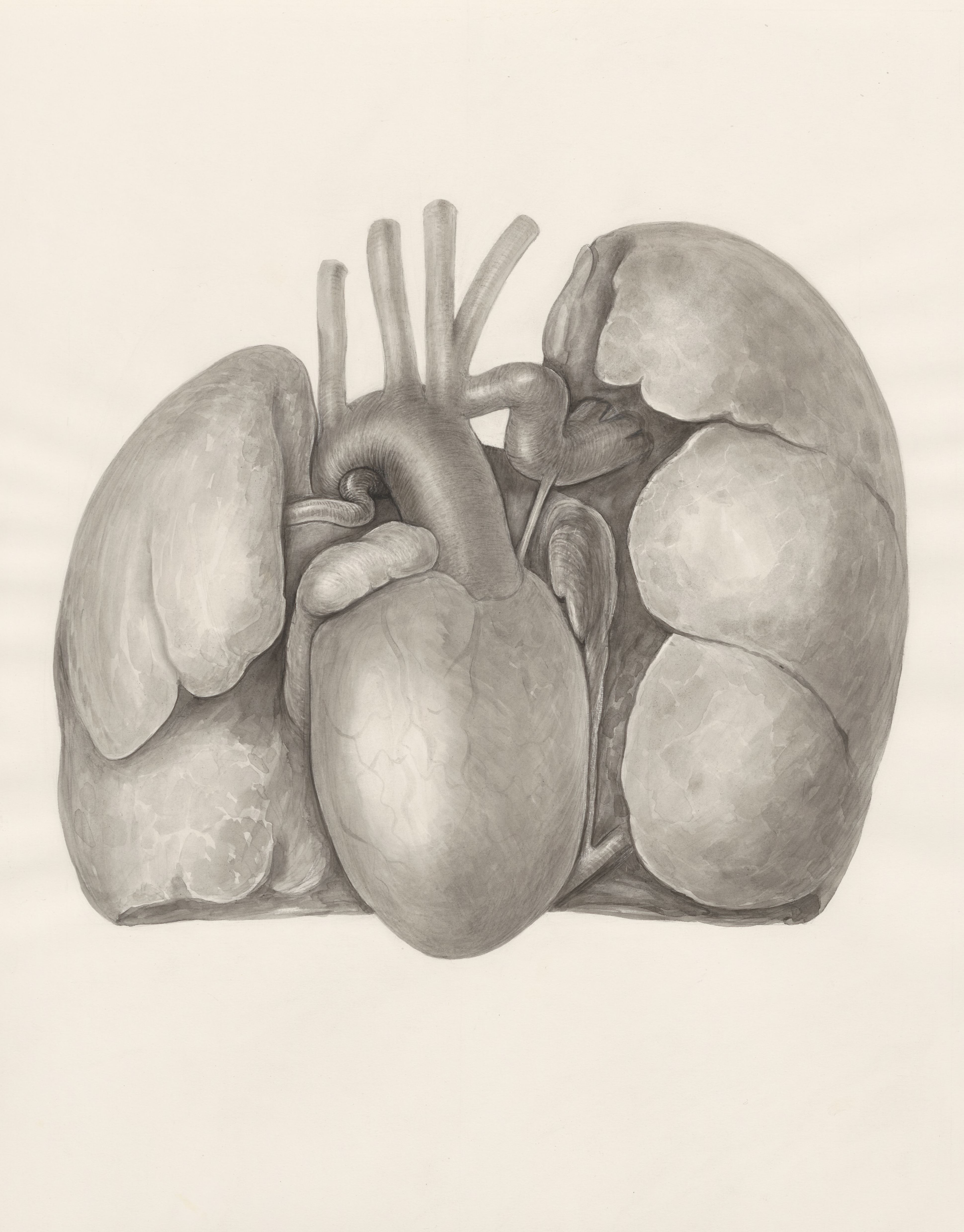Heart and adjacent organs