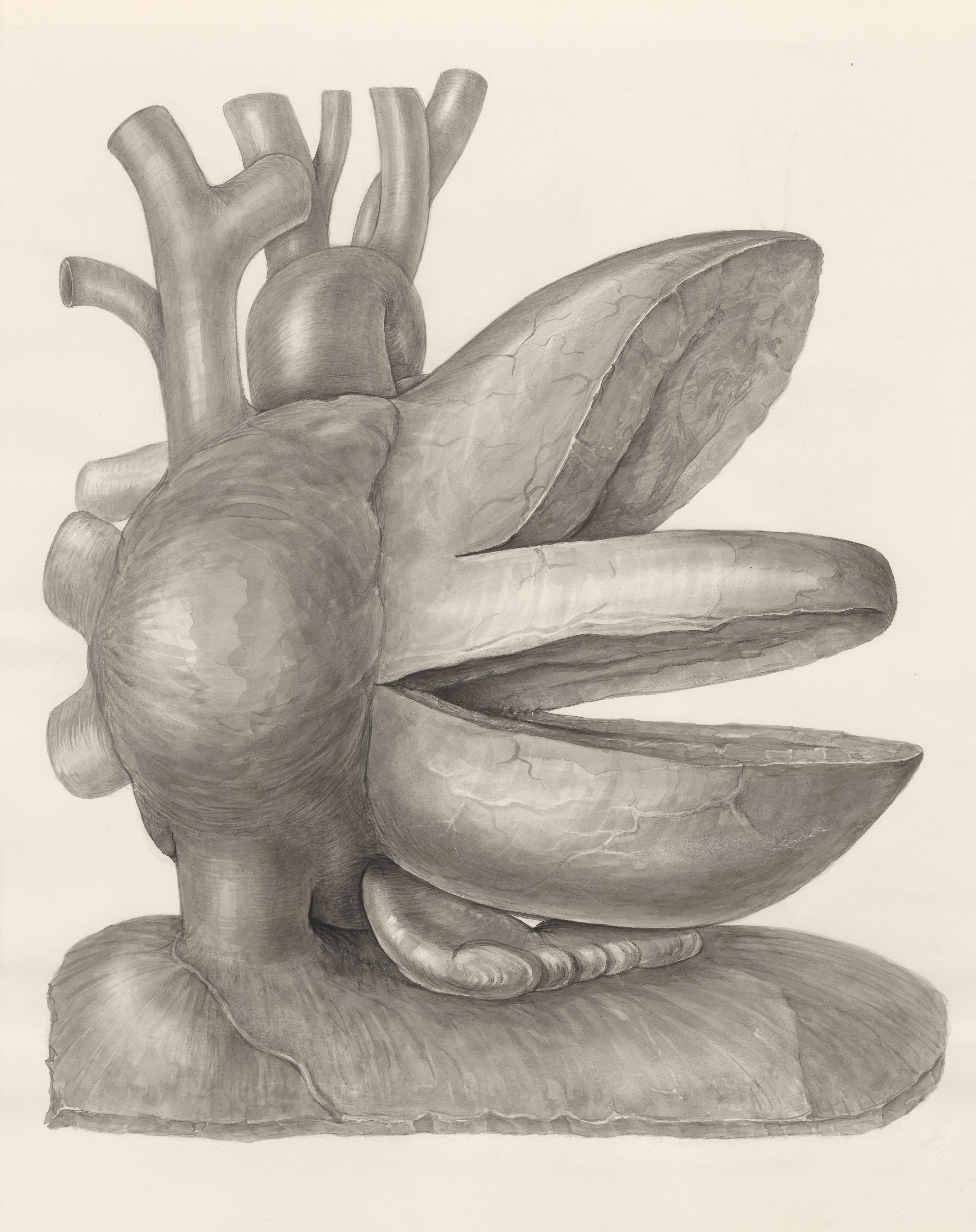 Heart and adjacent organs