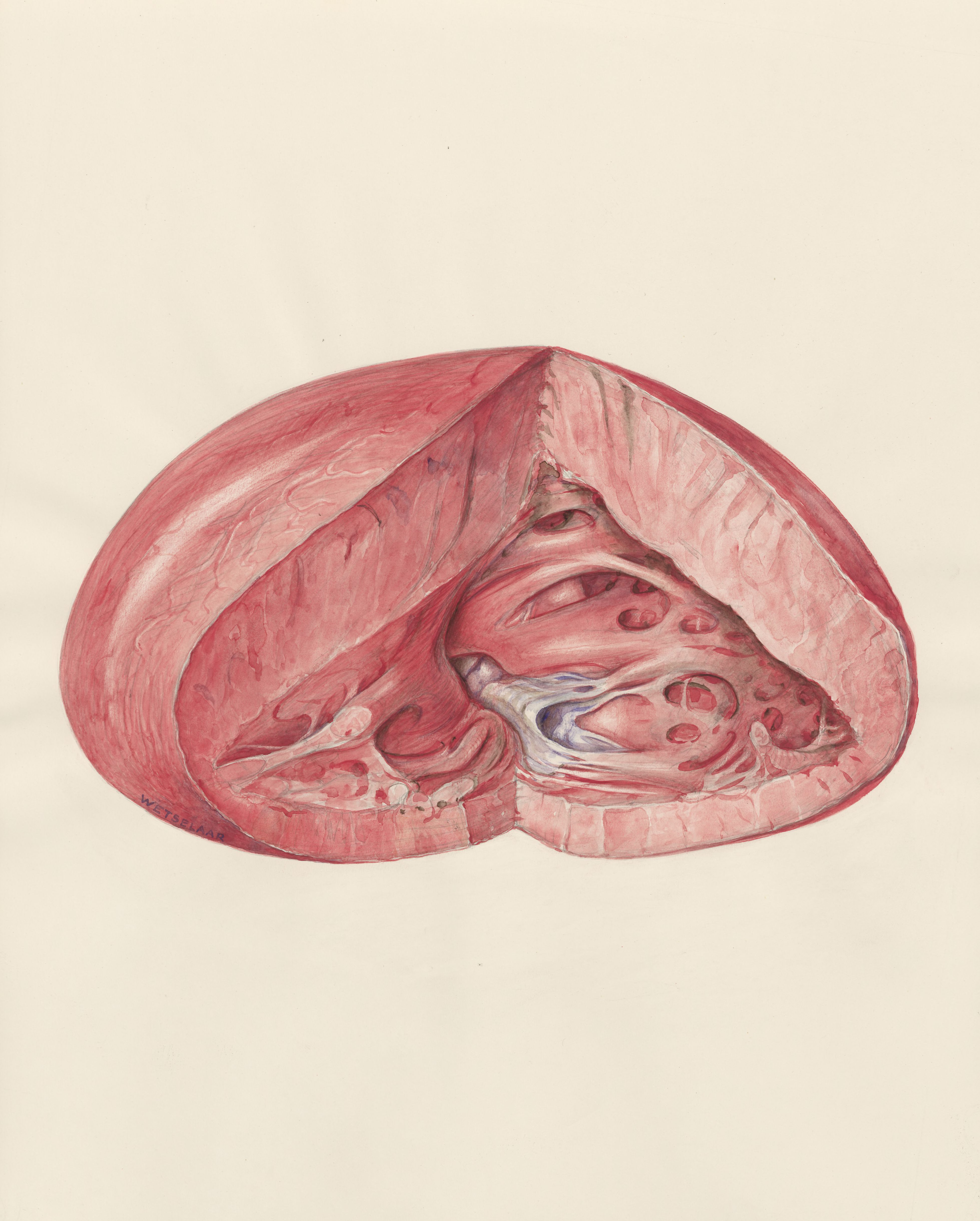Heart