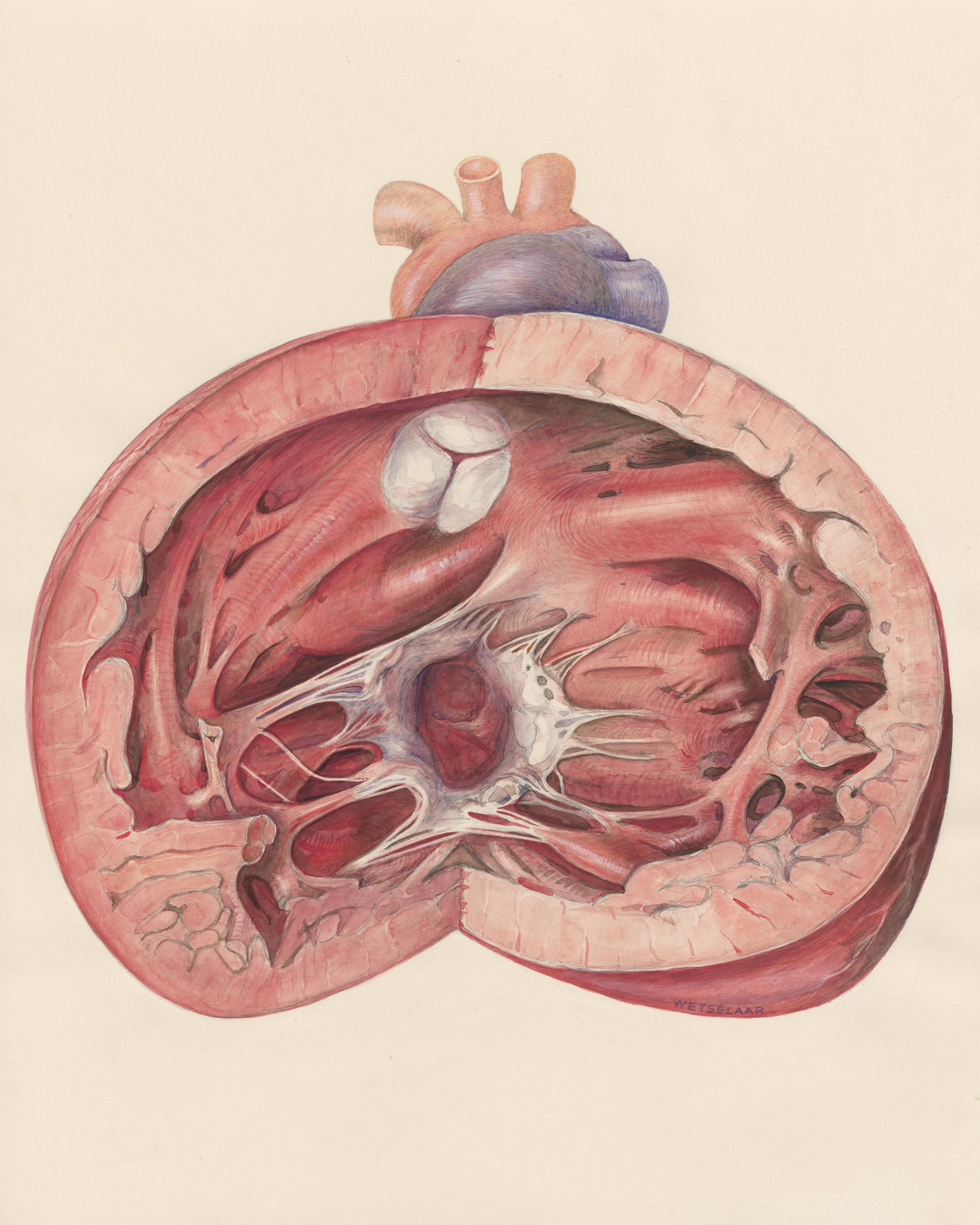 Heart