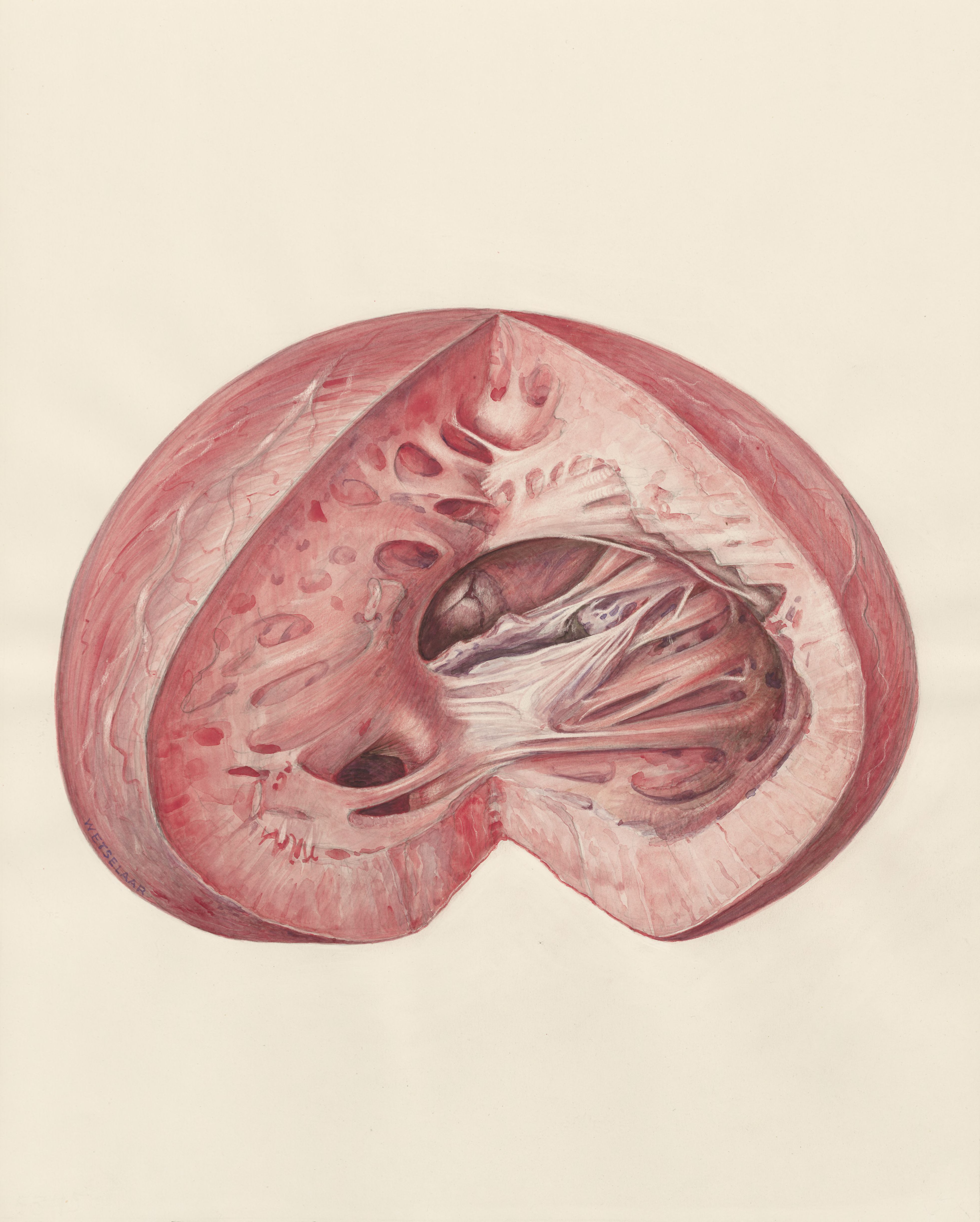 Heart