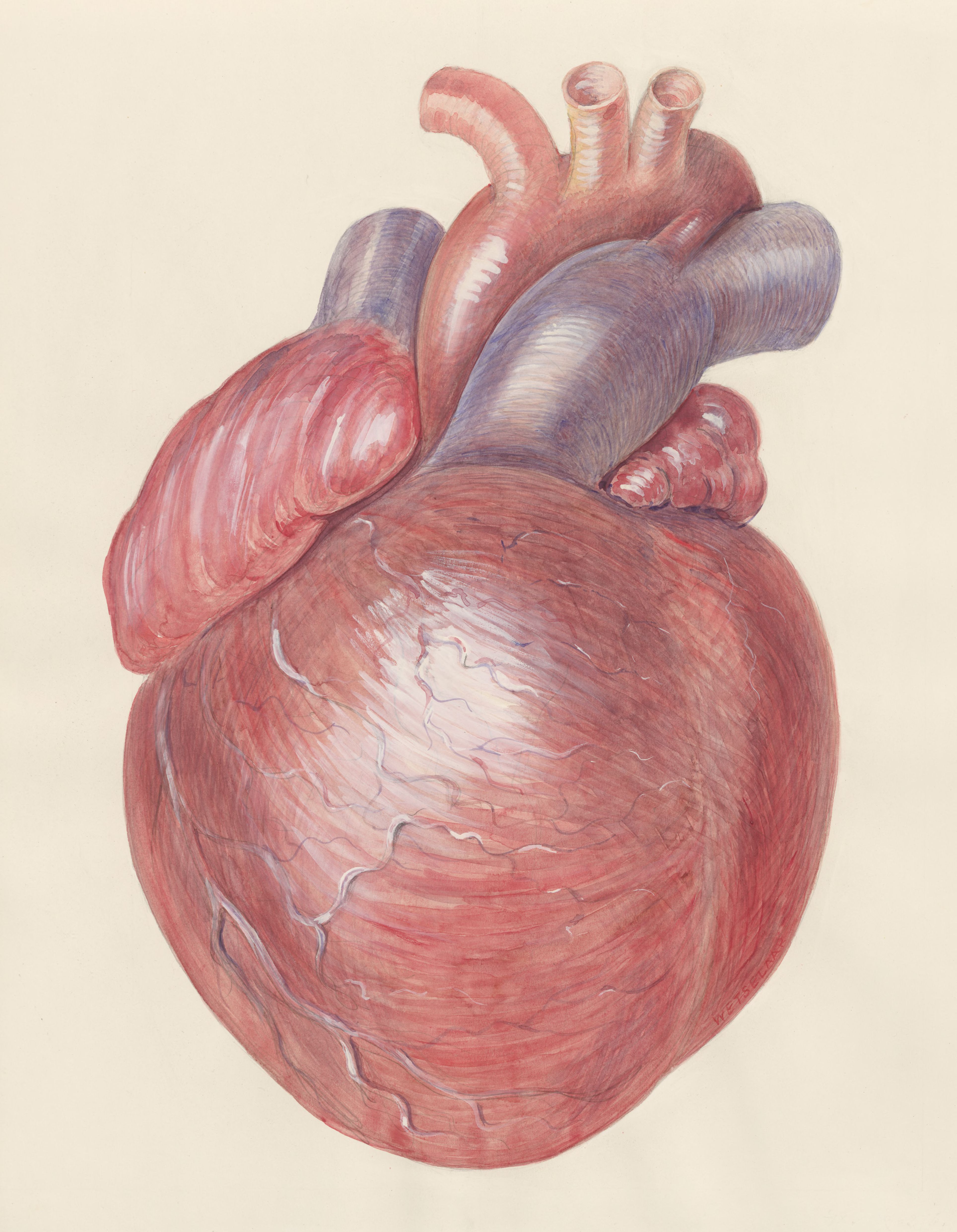 Heart