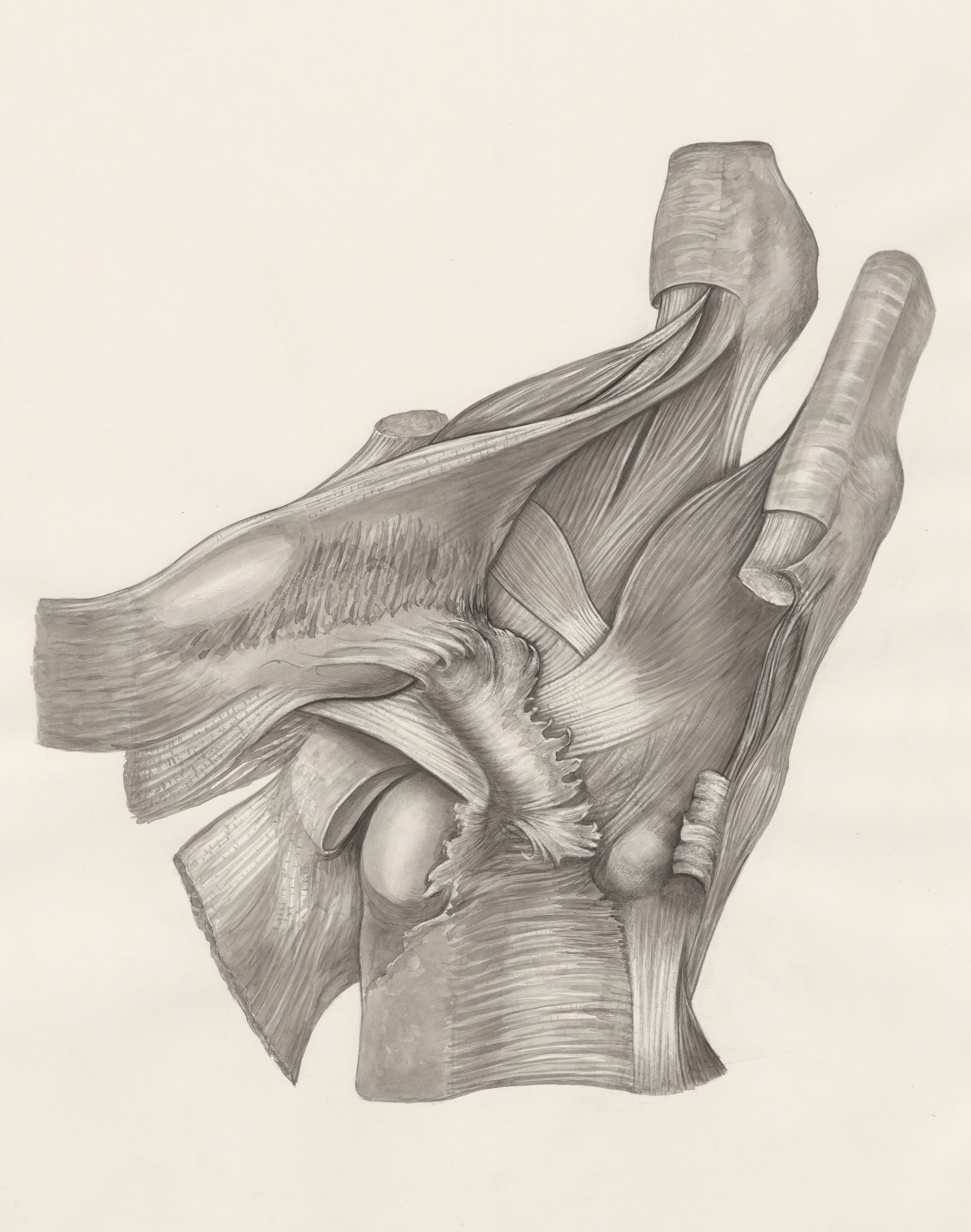Muscular tissue of the upper extremities
