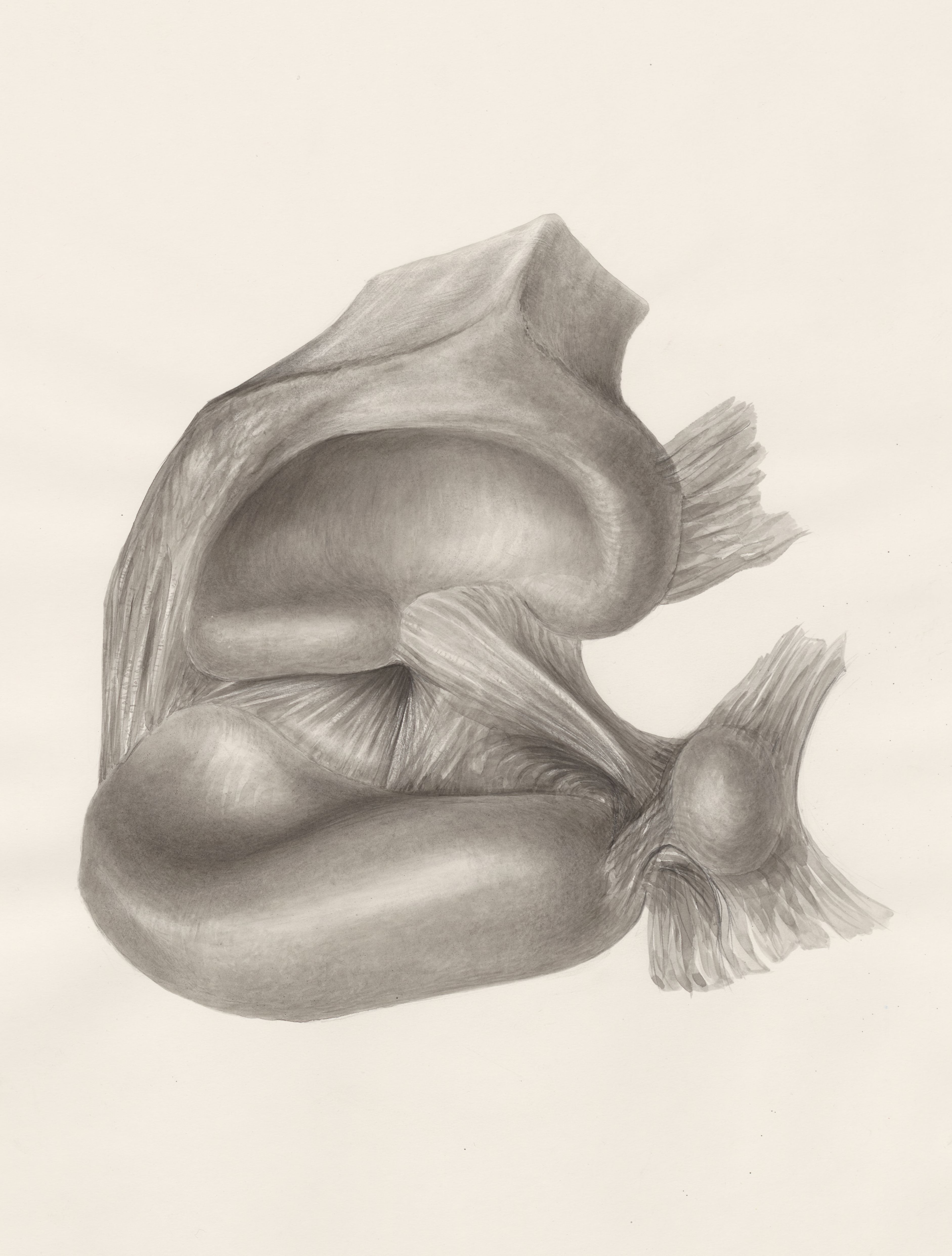 Muscular tissue of the upper extremities