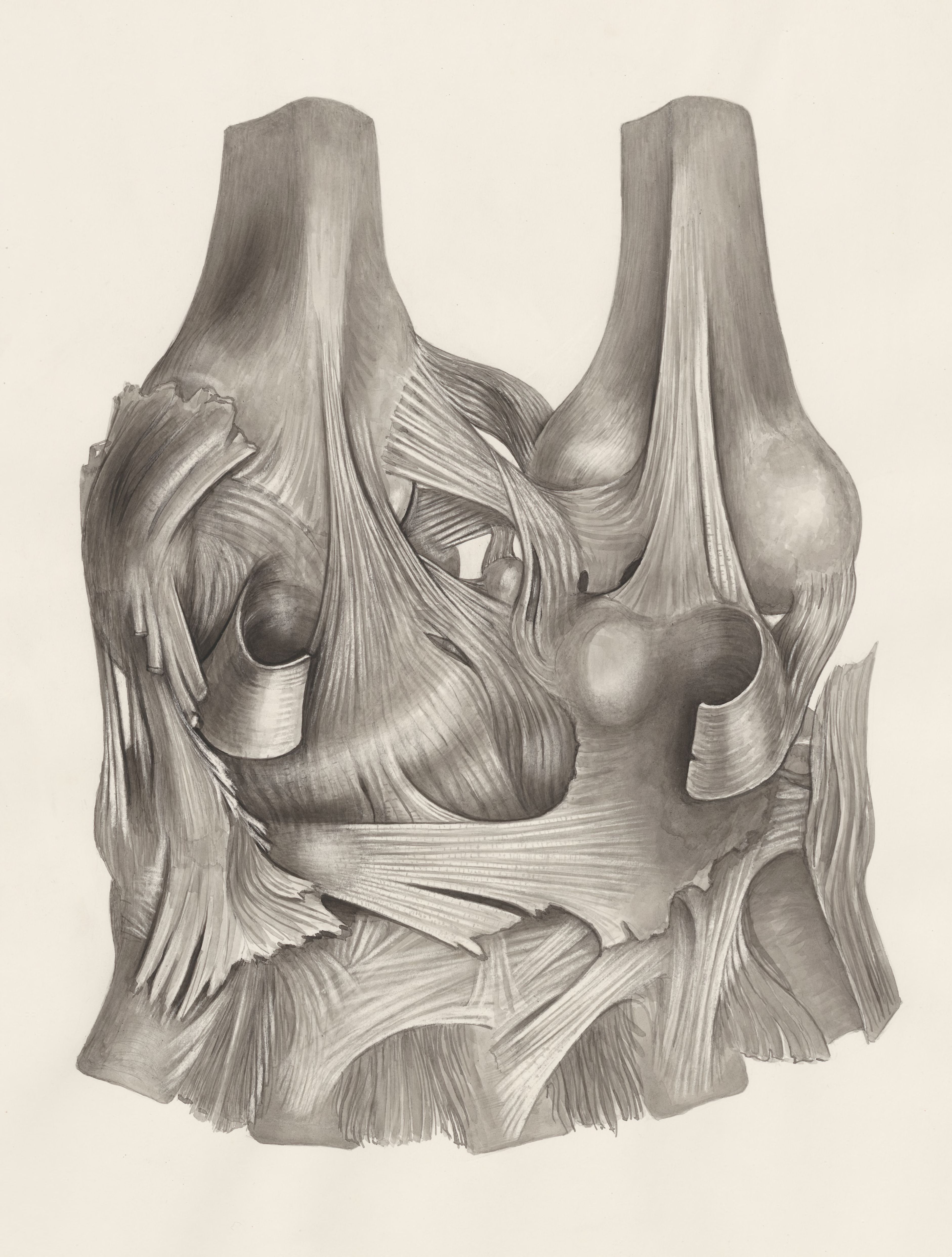 Muscular tissue of the upper extremities
