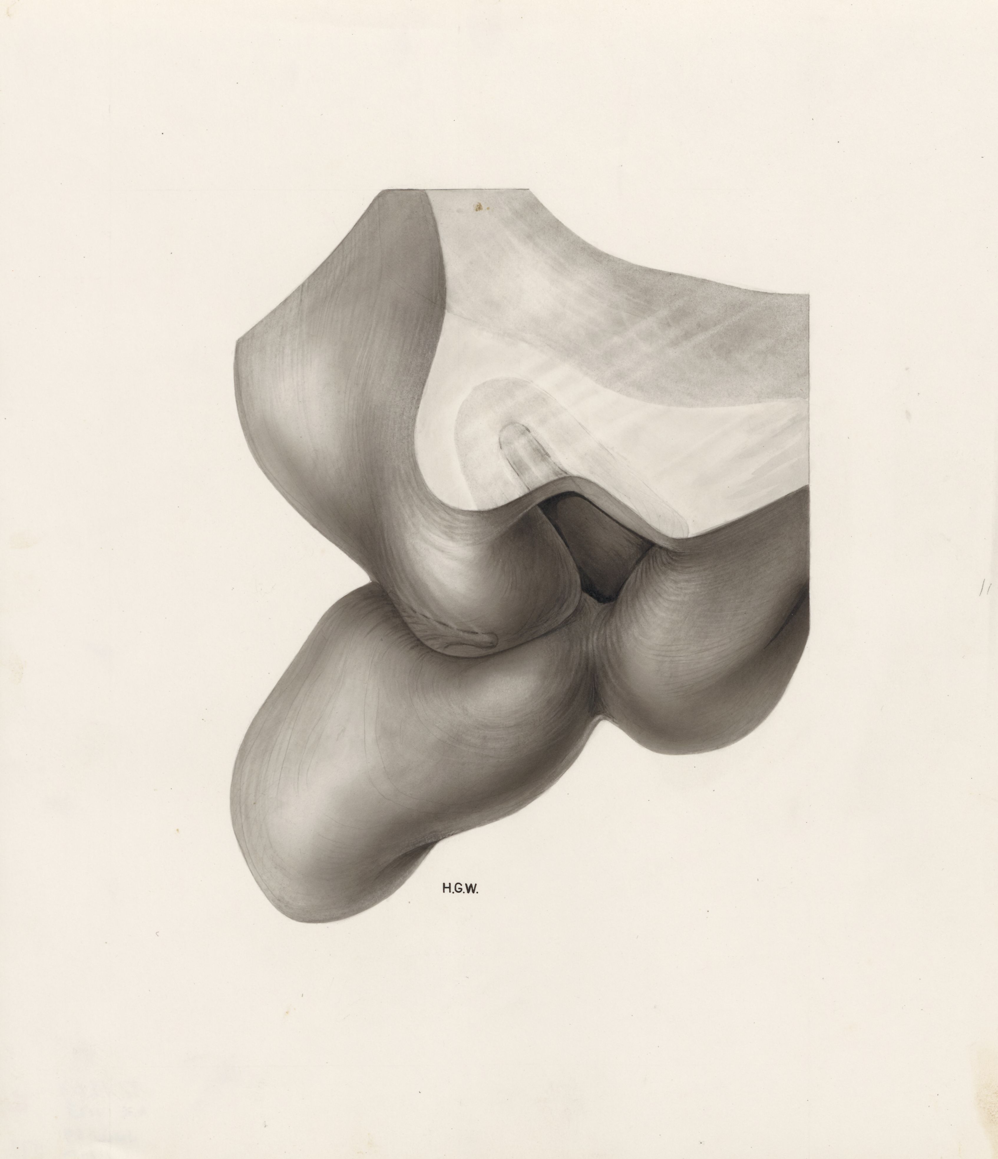 Embryonic tissue
