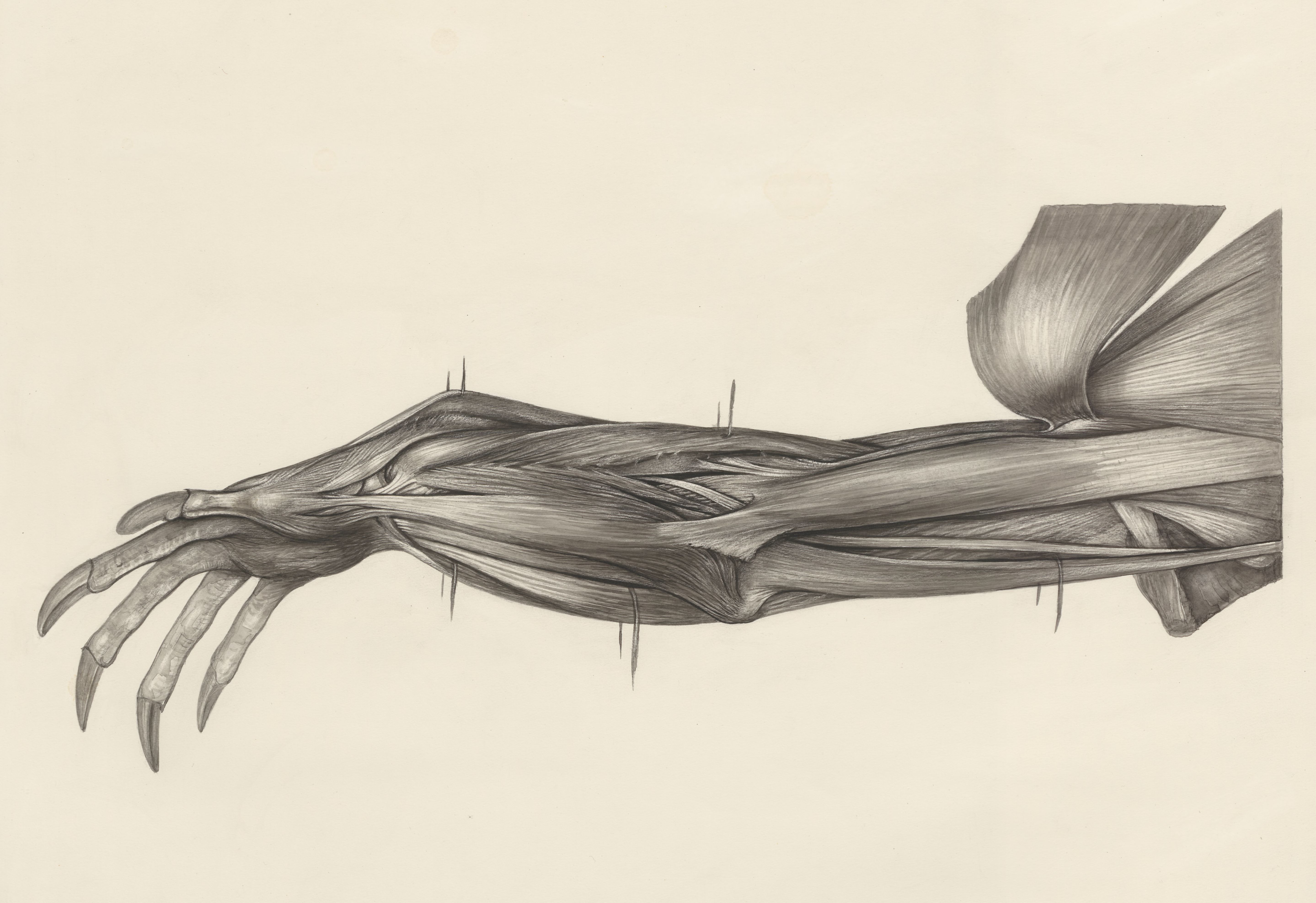 Muscular tissue of a lizards upper extremities