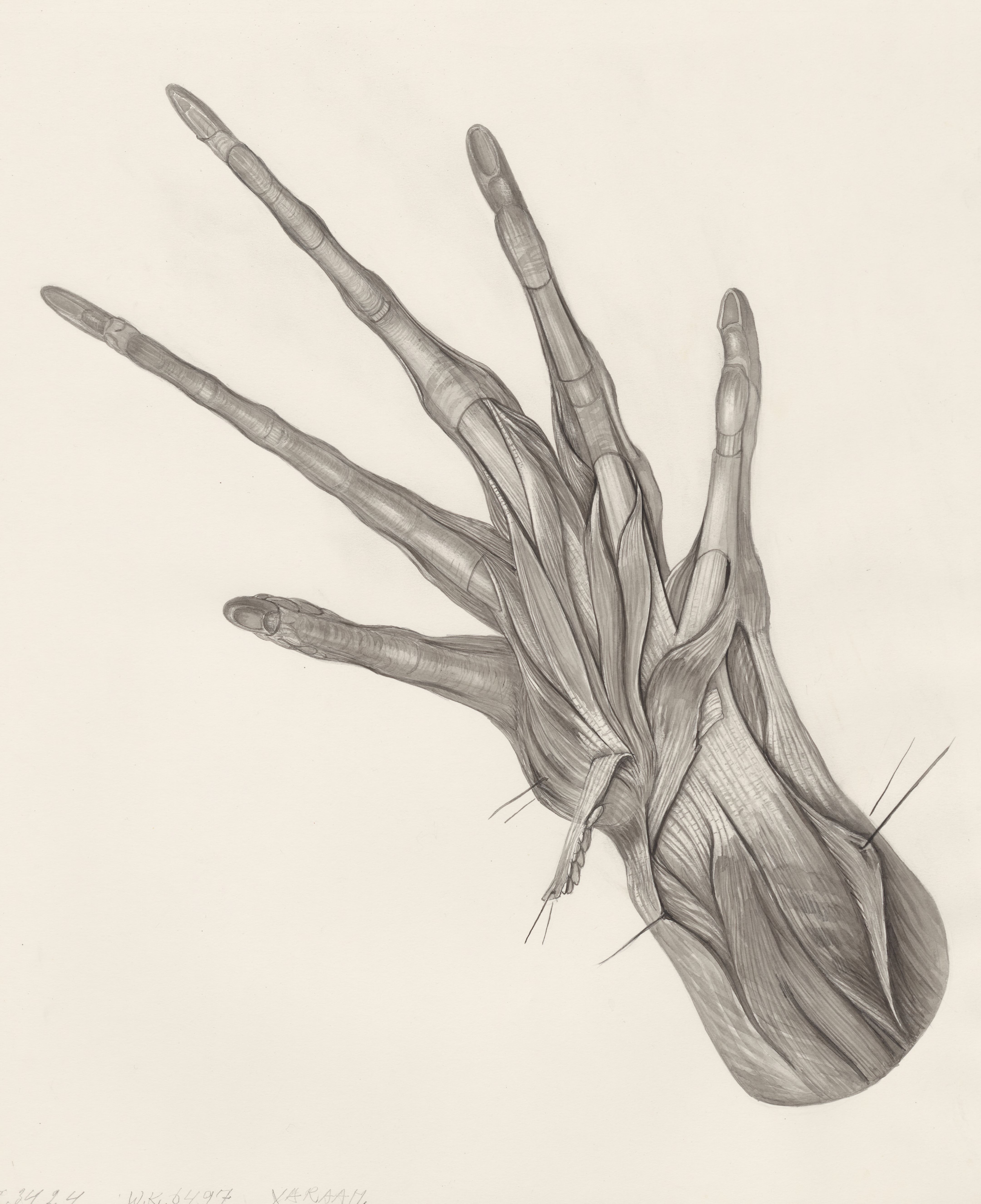 Muscular tissue of a lizards upper extremities