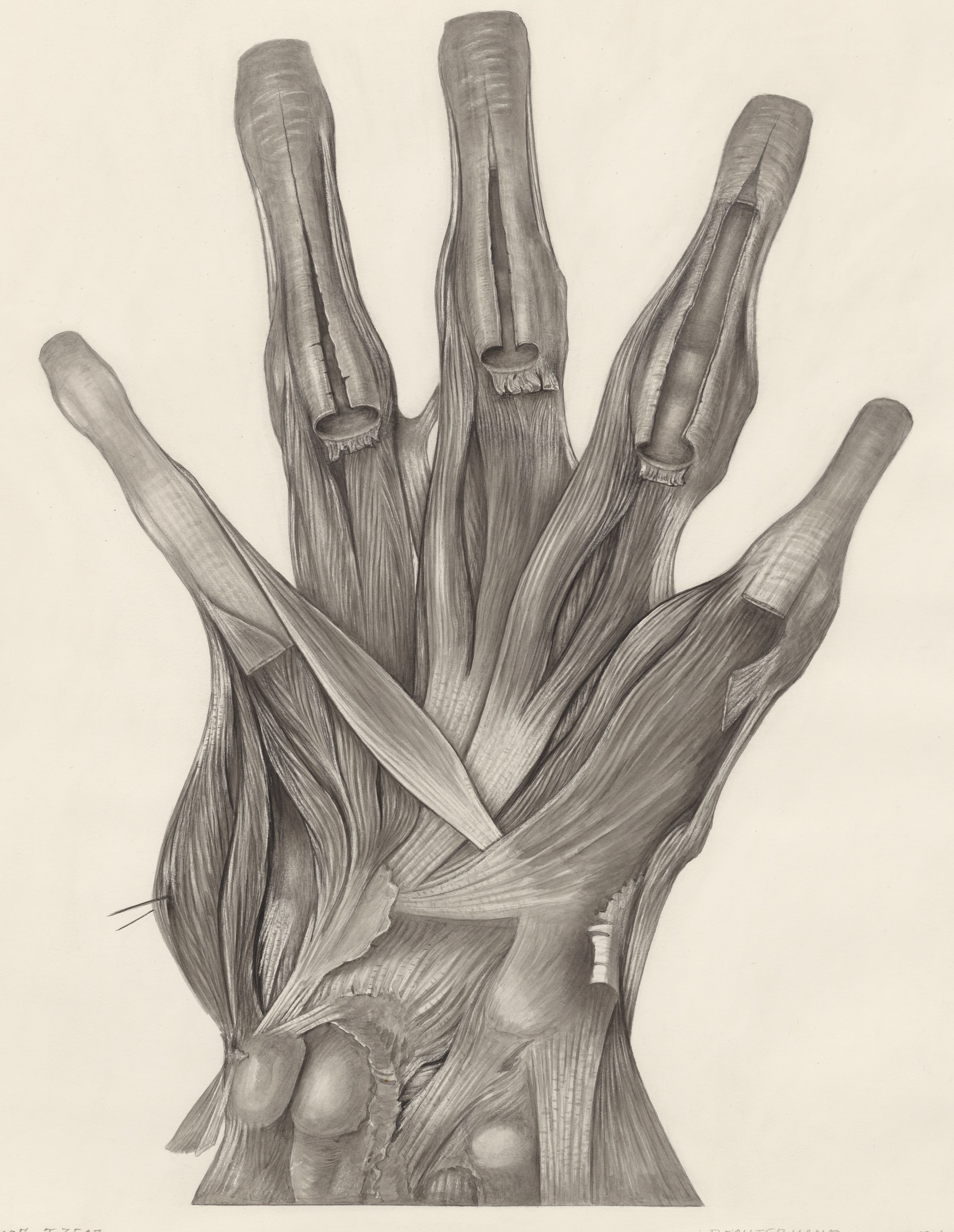 Muscular tissue of a lizards upper extremities
