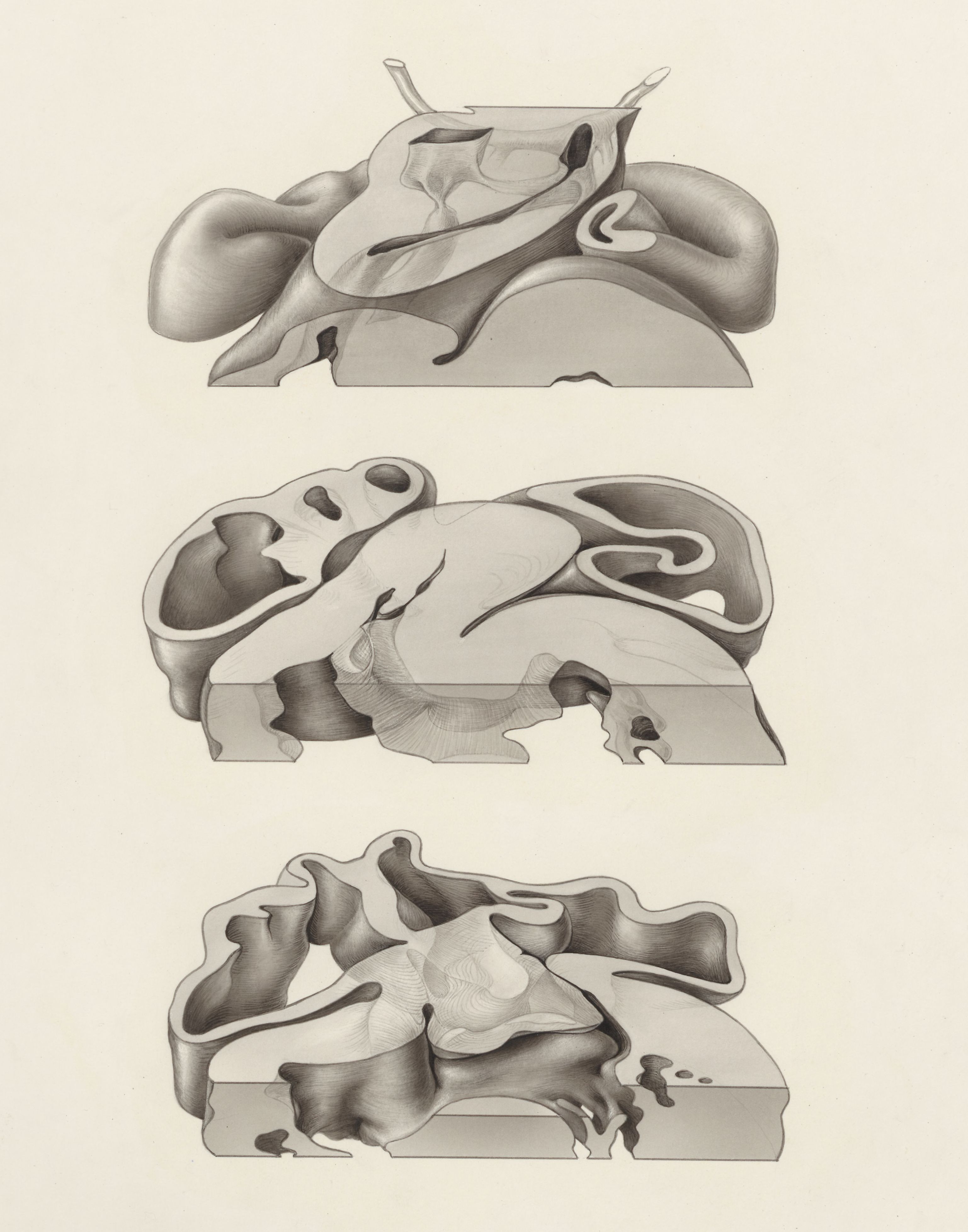 Embryonic heart