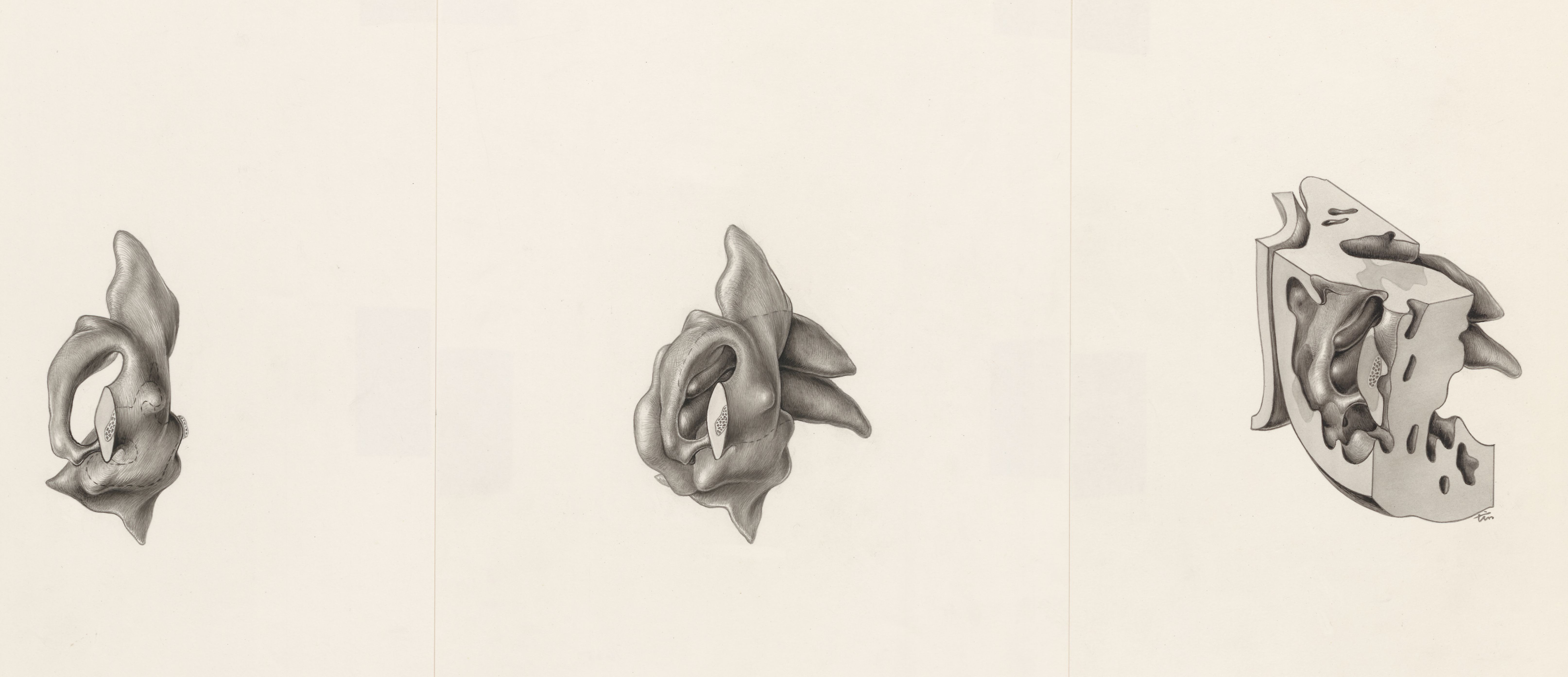 Three images of tissue of a human embryo