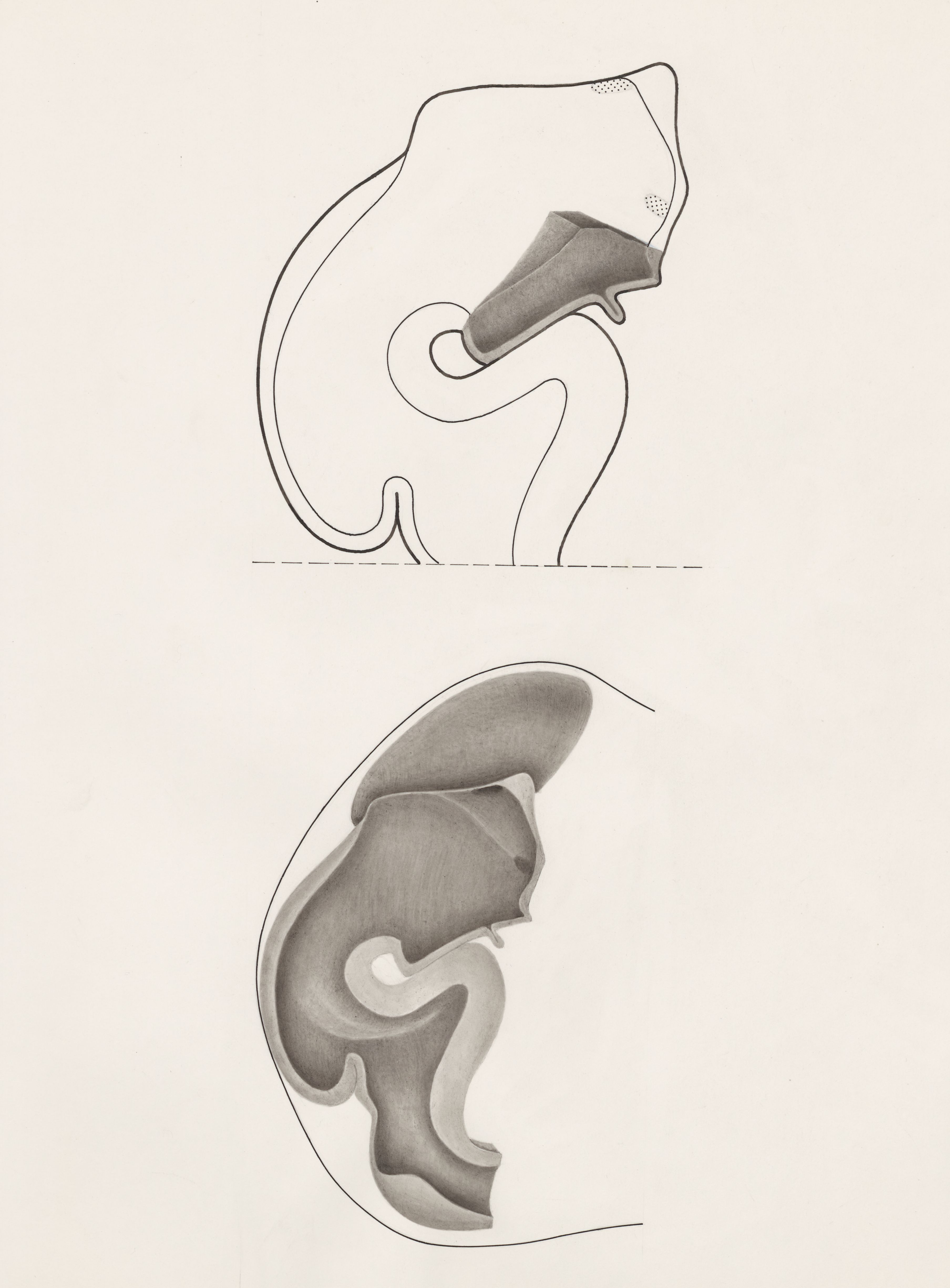 Embryo