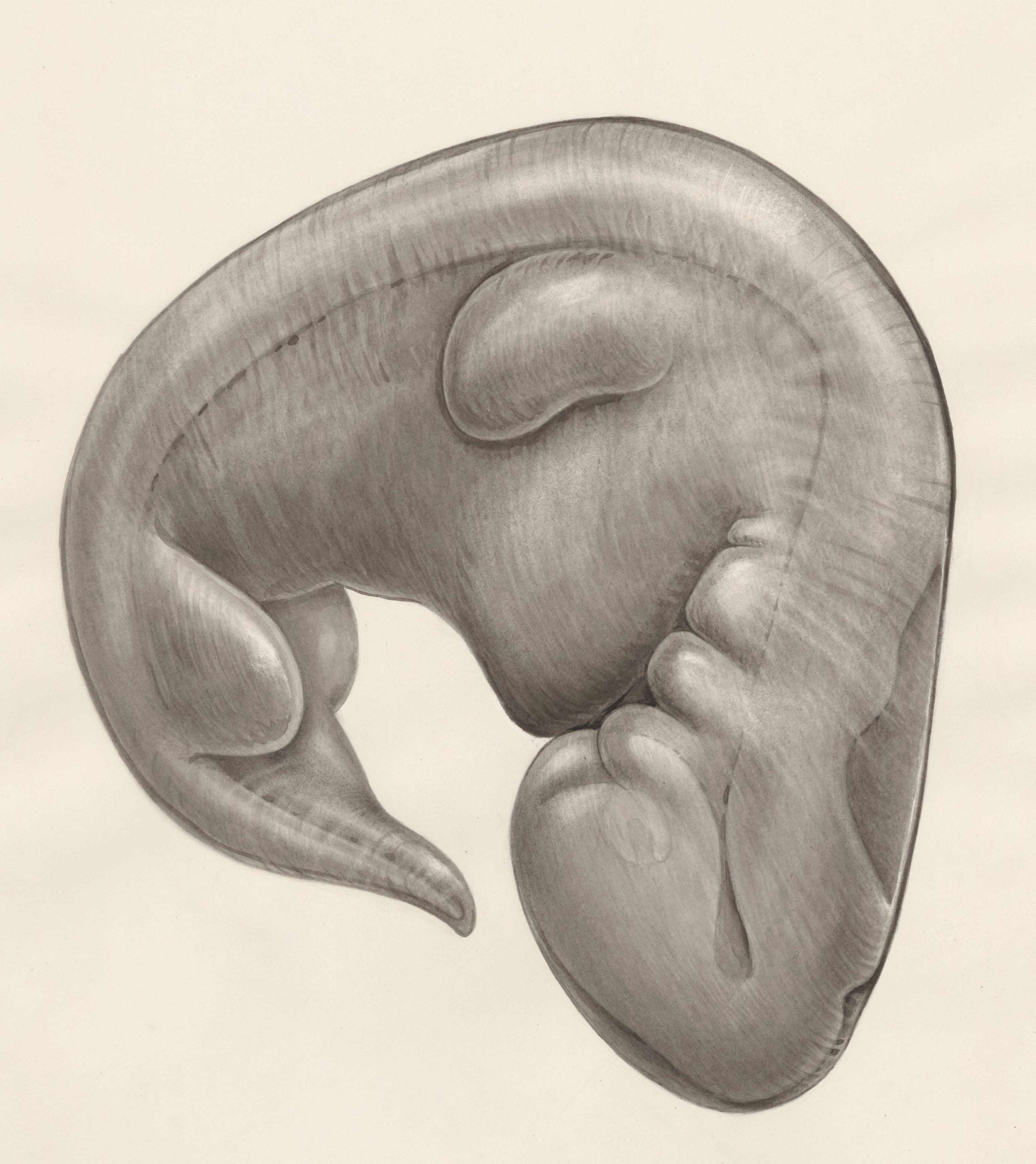 Embryo