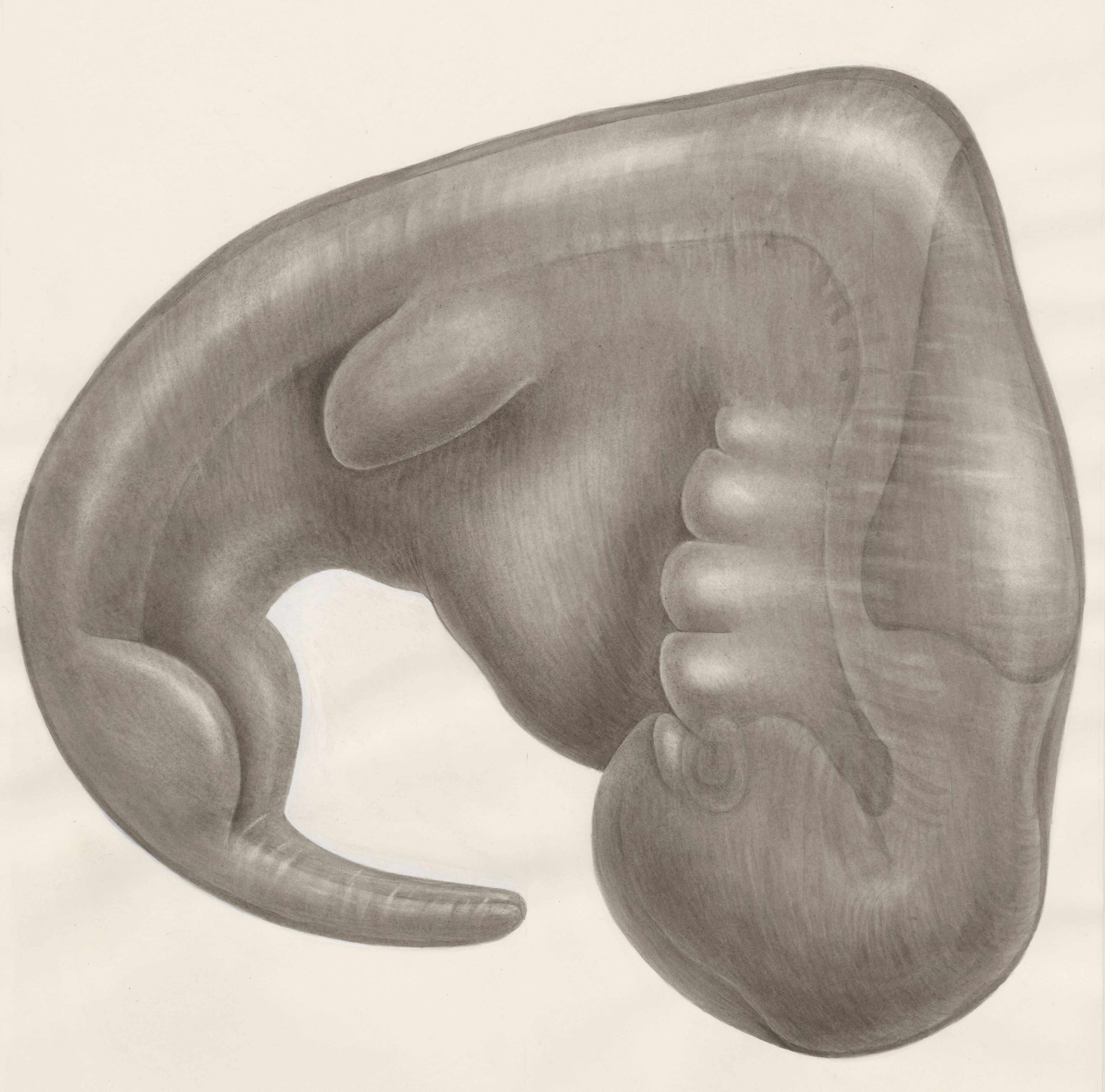 Embryo