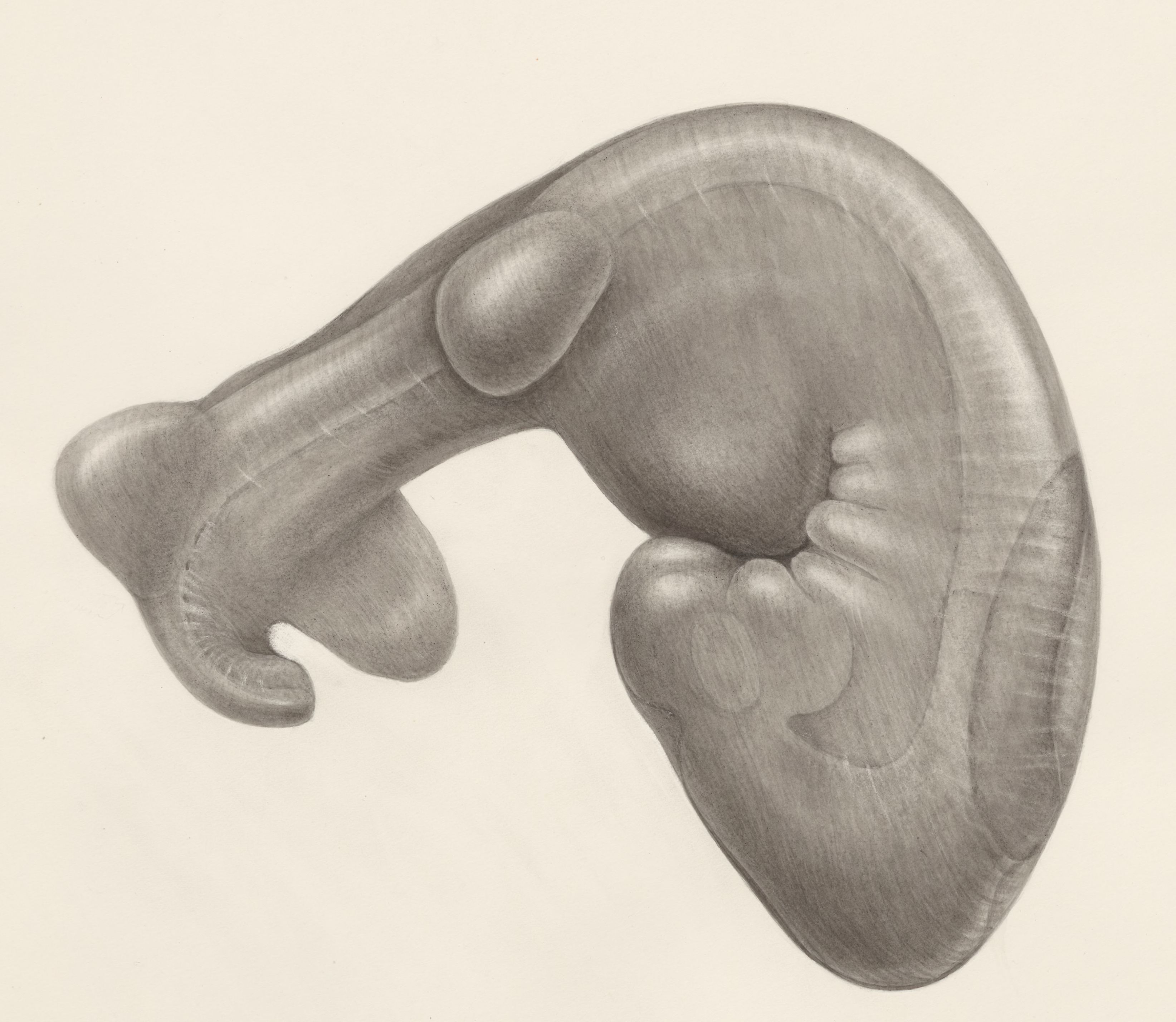 Embryo