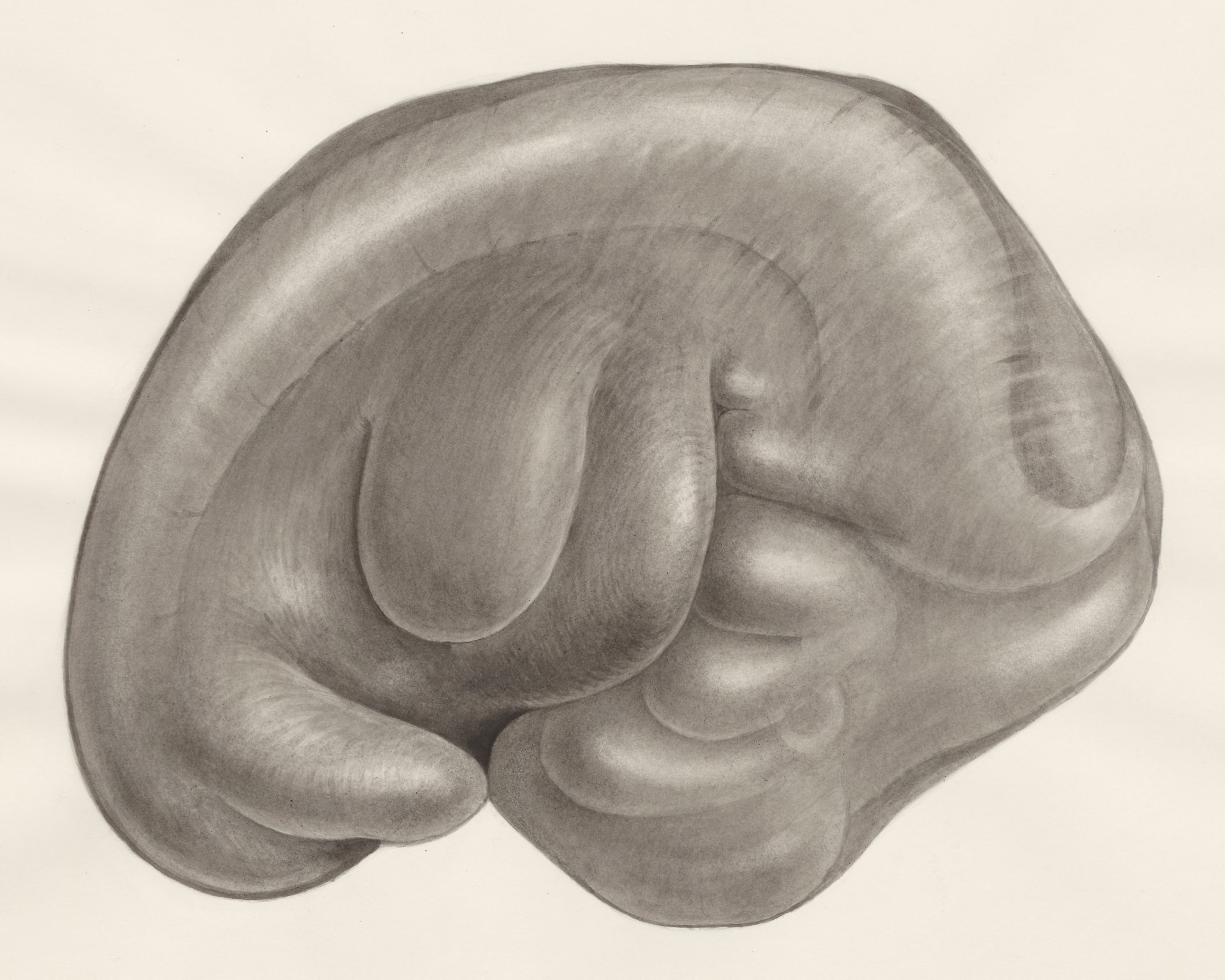 Embryo