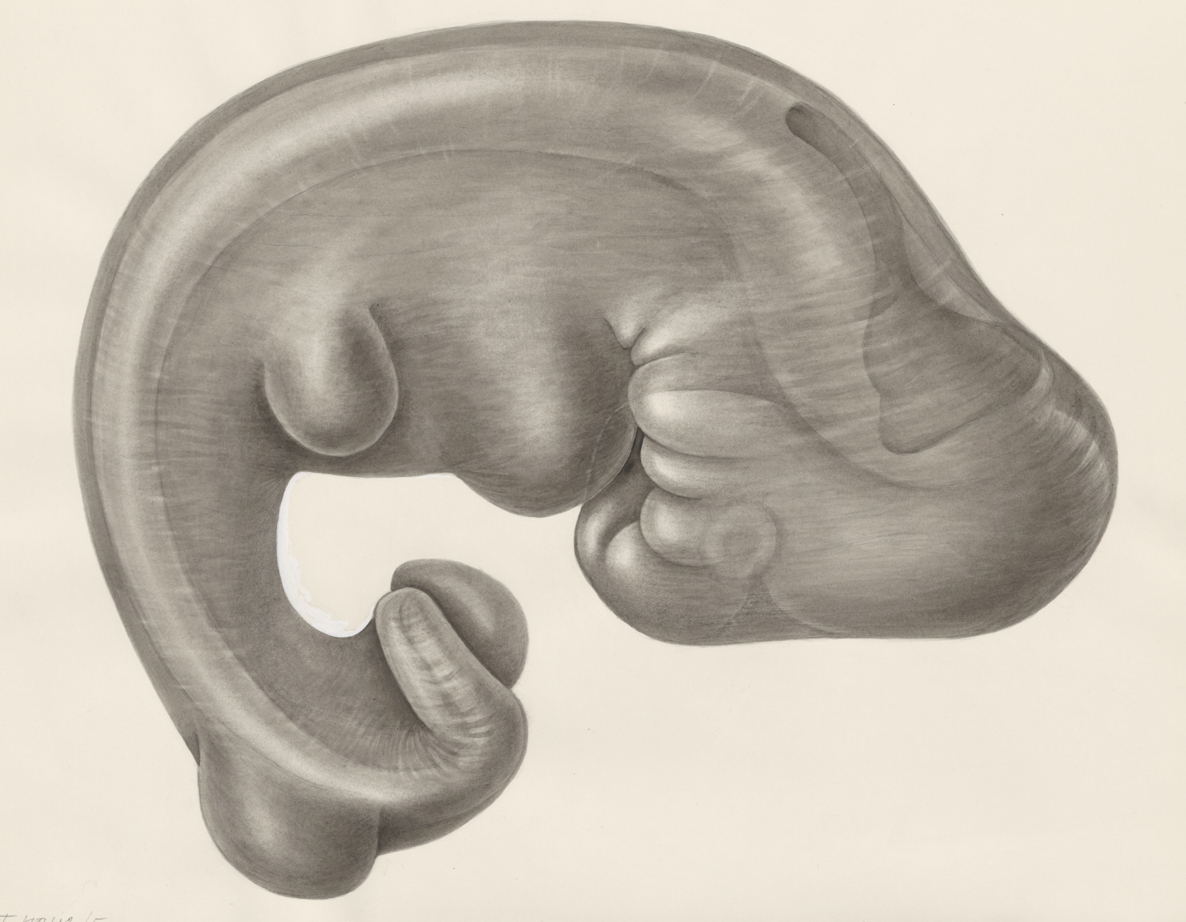 Embryo
