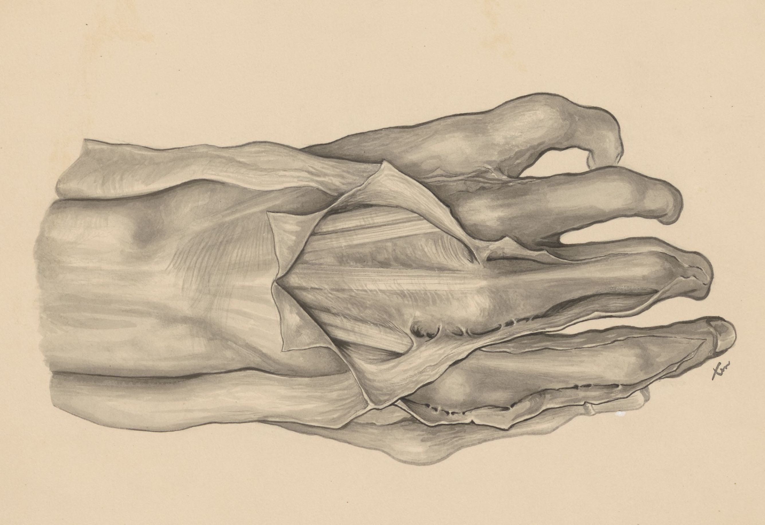 Muscular tissue of the hand and fingers