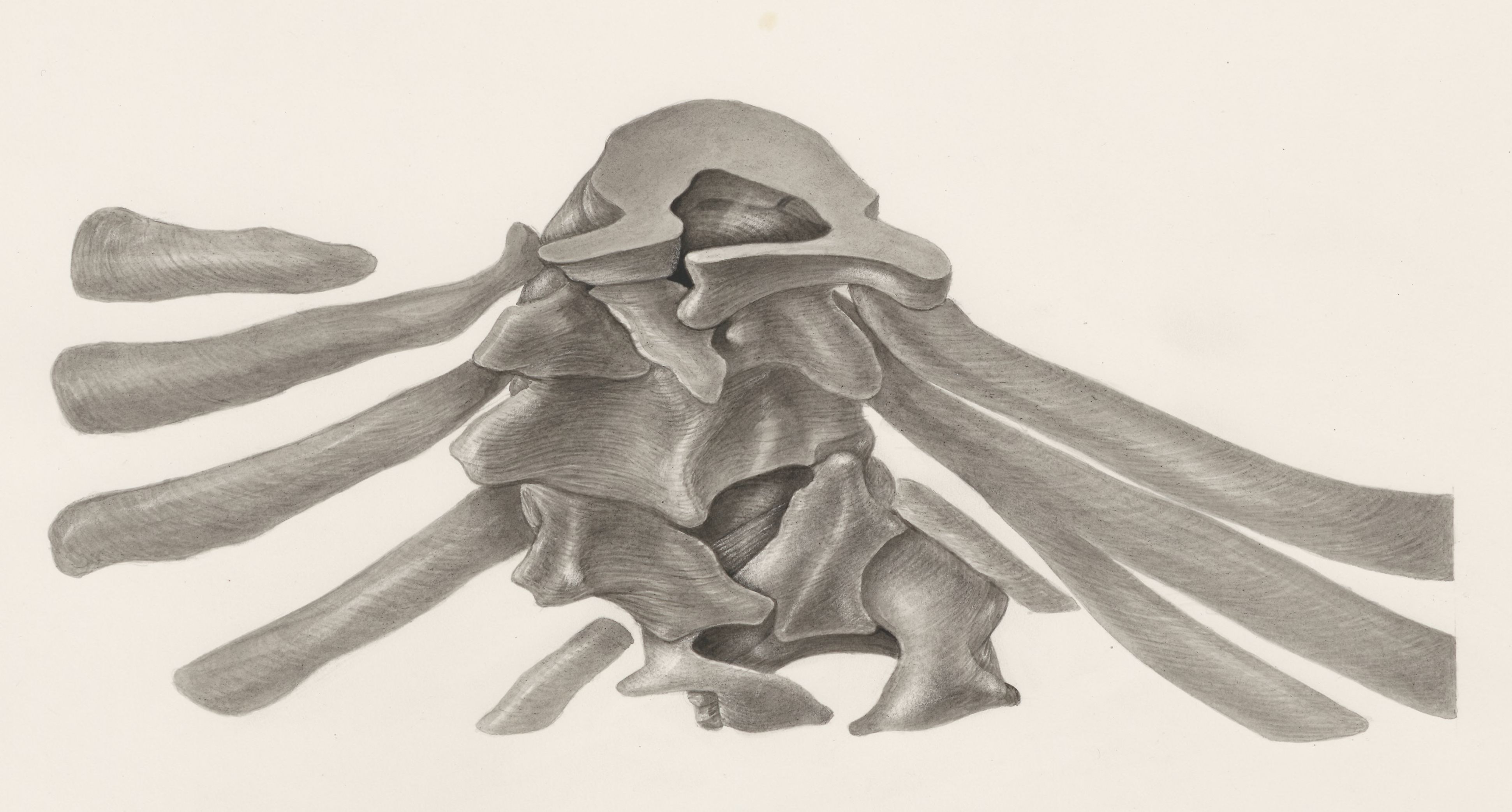 Embryonic tissue