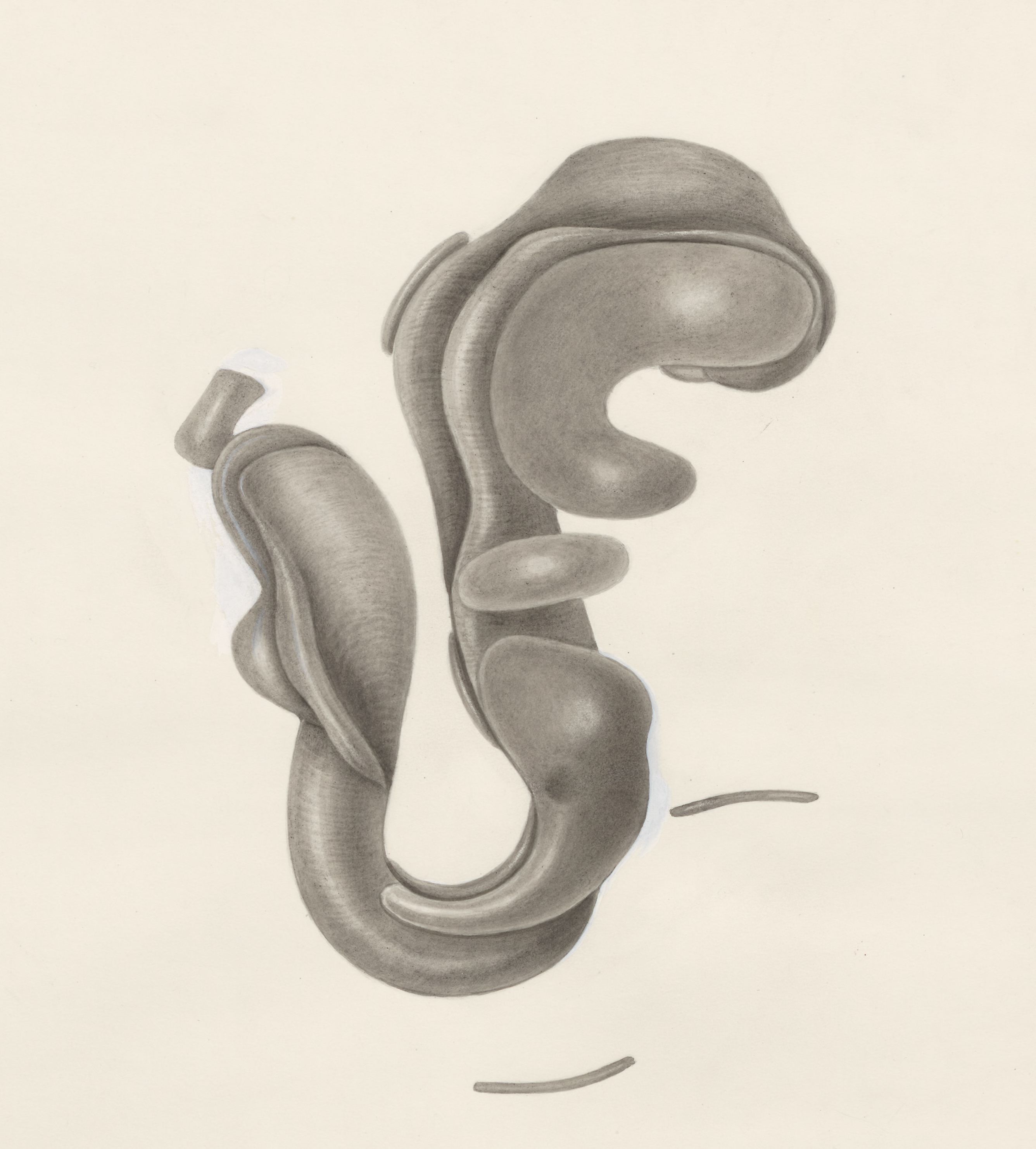 Embryonic tissue