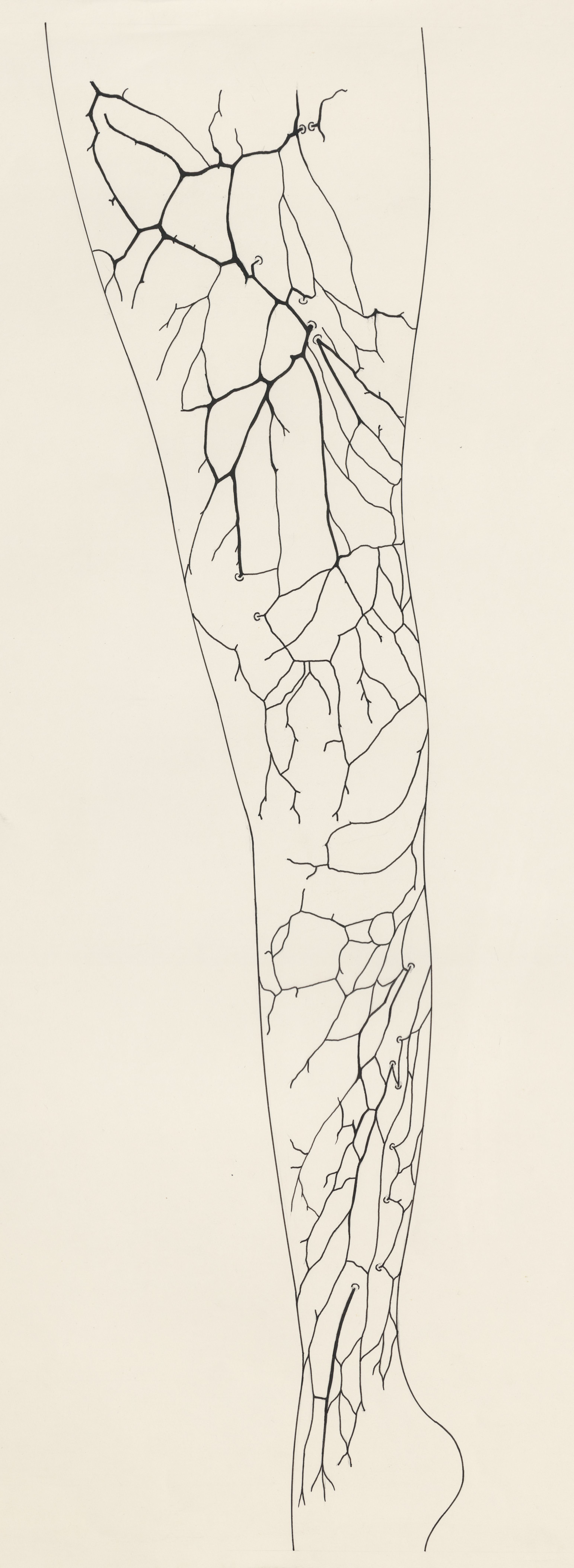 Circulatory system of the leg