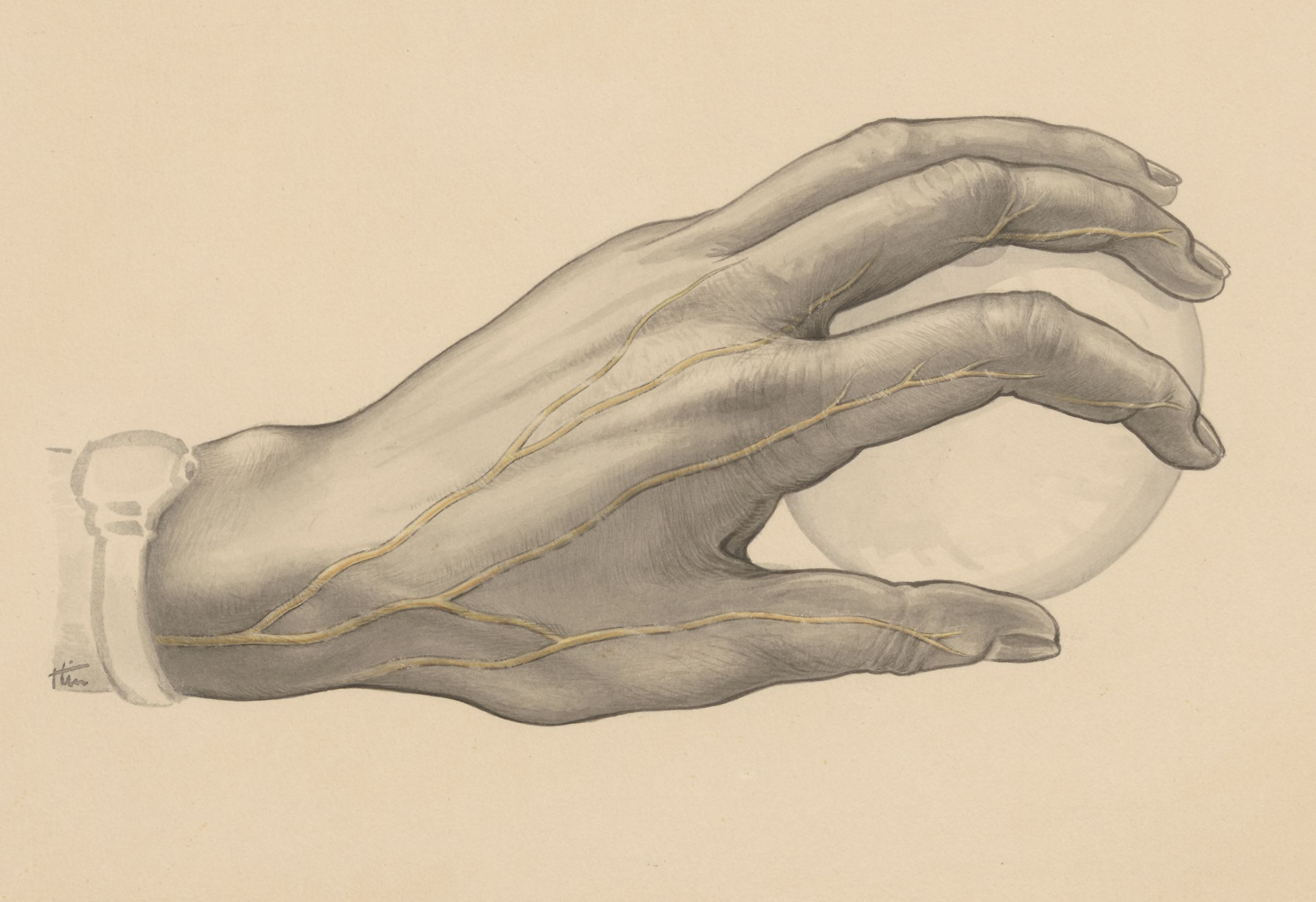 Veins of the hand