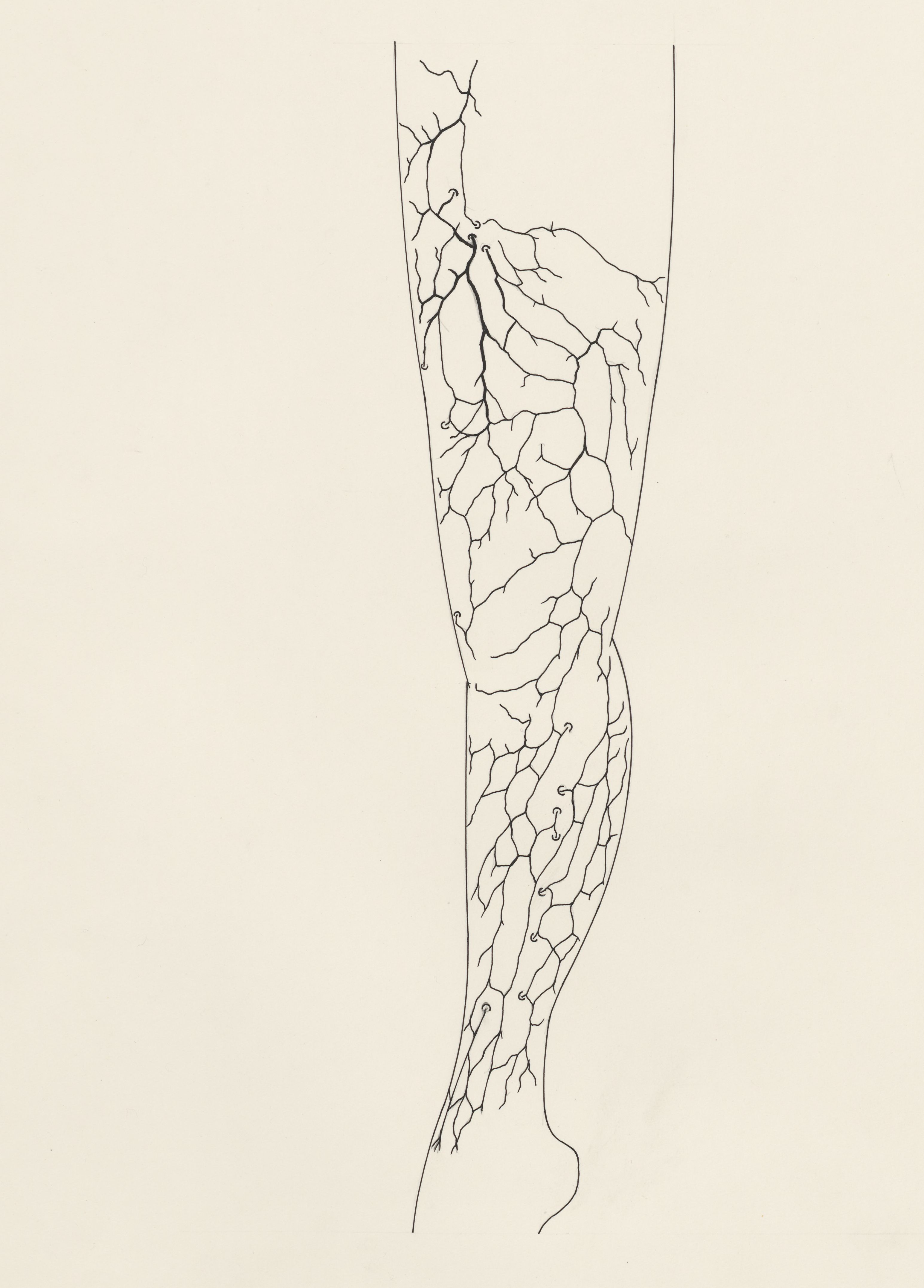 Circulatory system of the leg