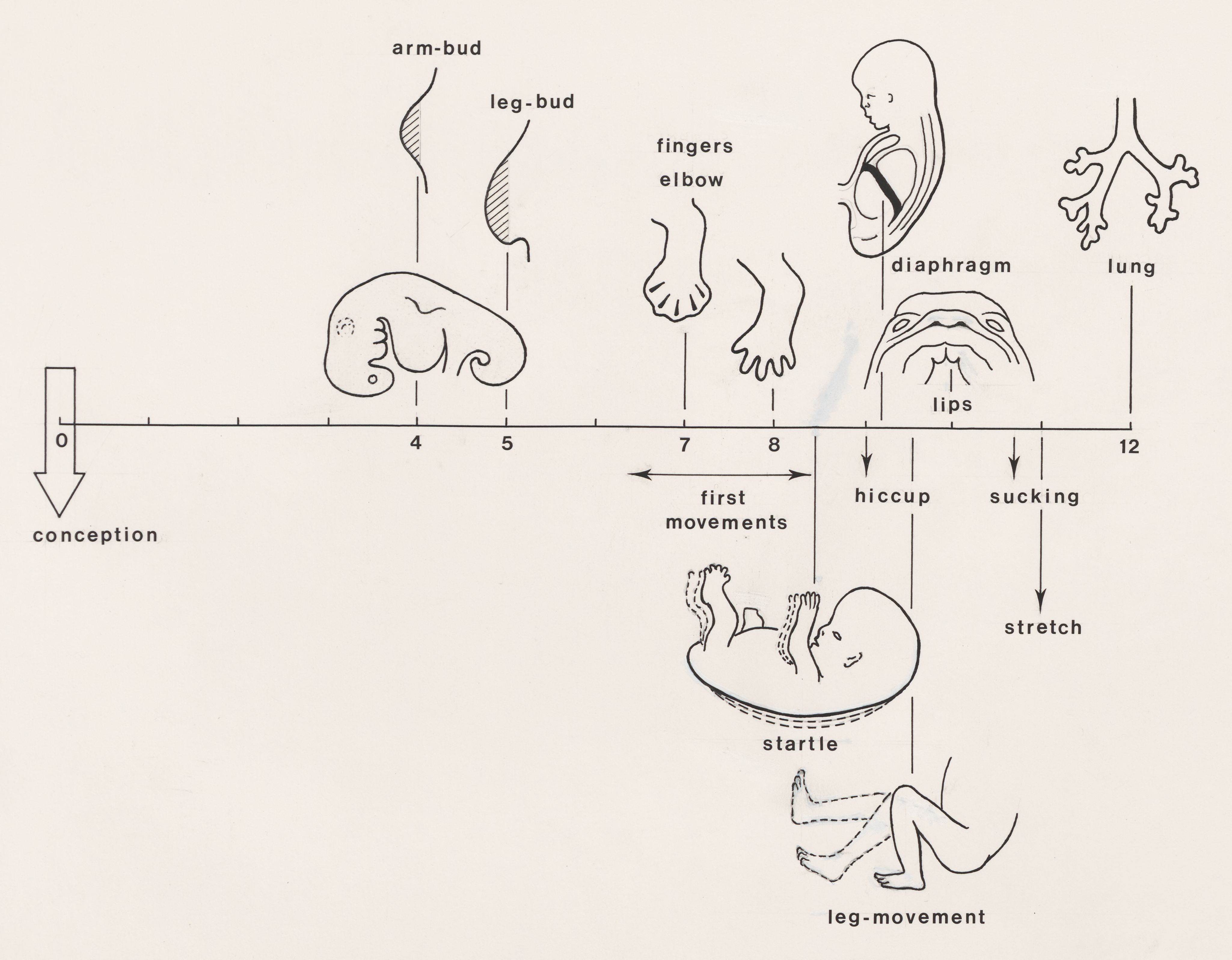 Timeline of an embryo's growth