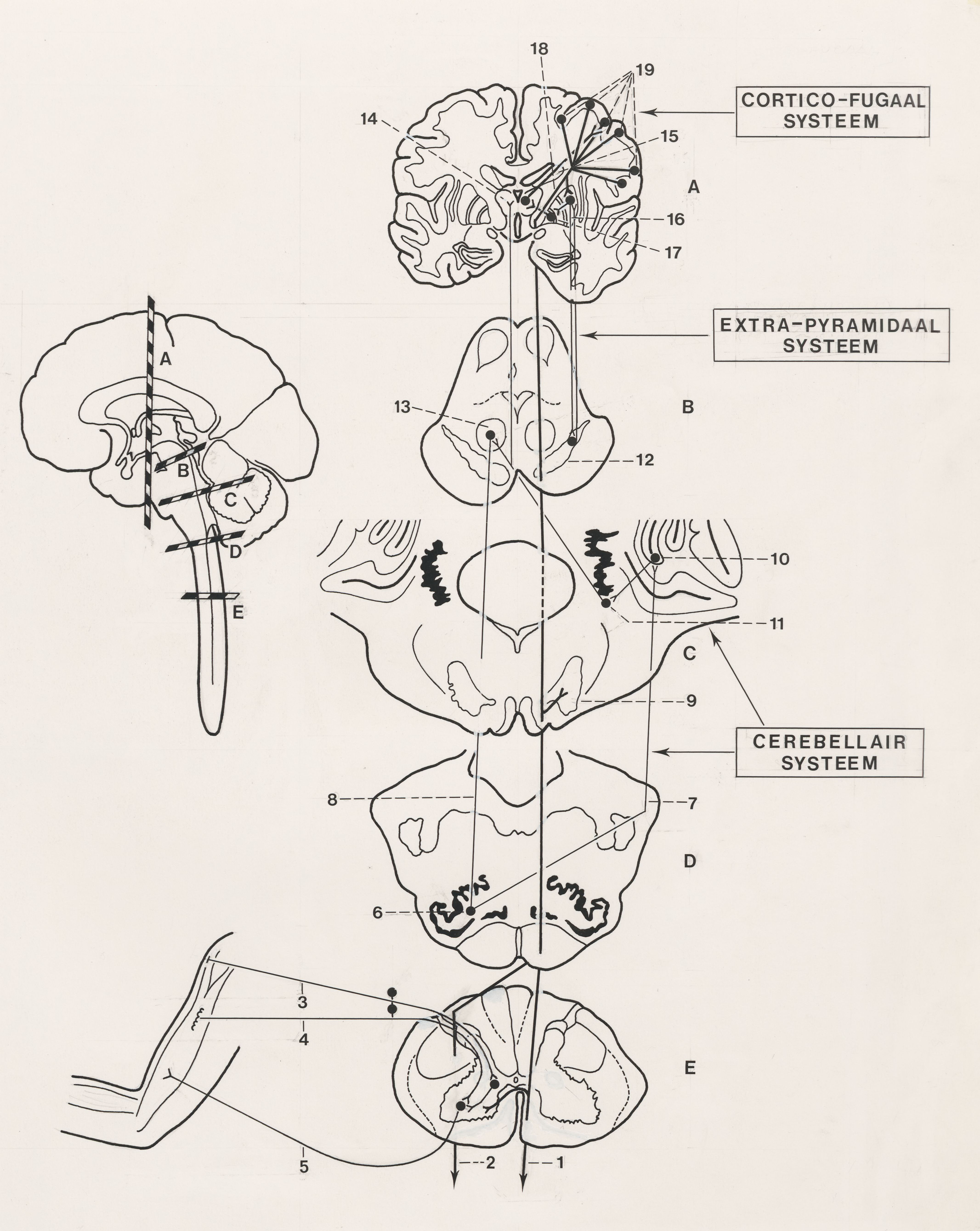 Schematic representation of the central nervous system