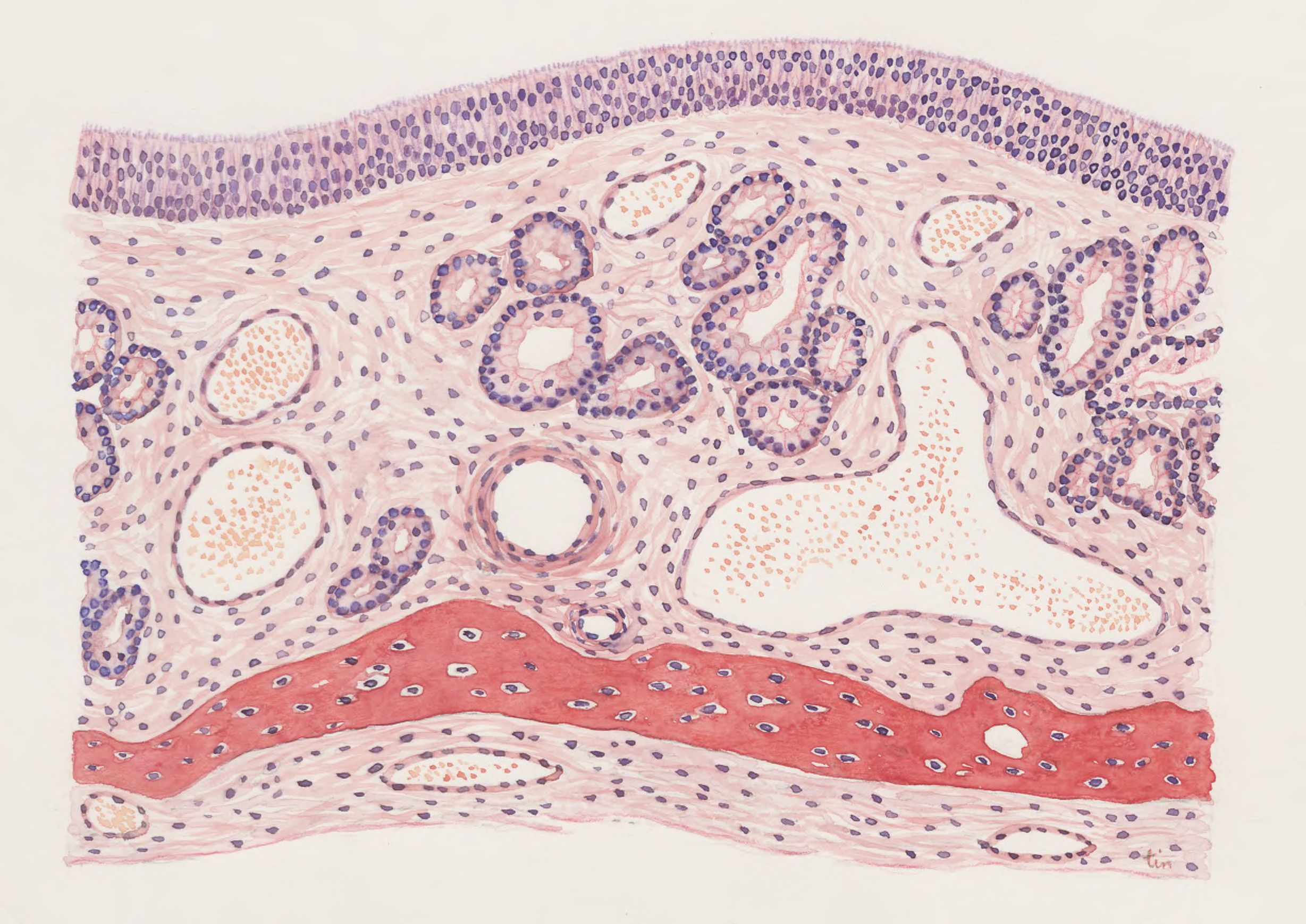Sections of the nasal mucous membrane