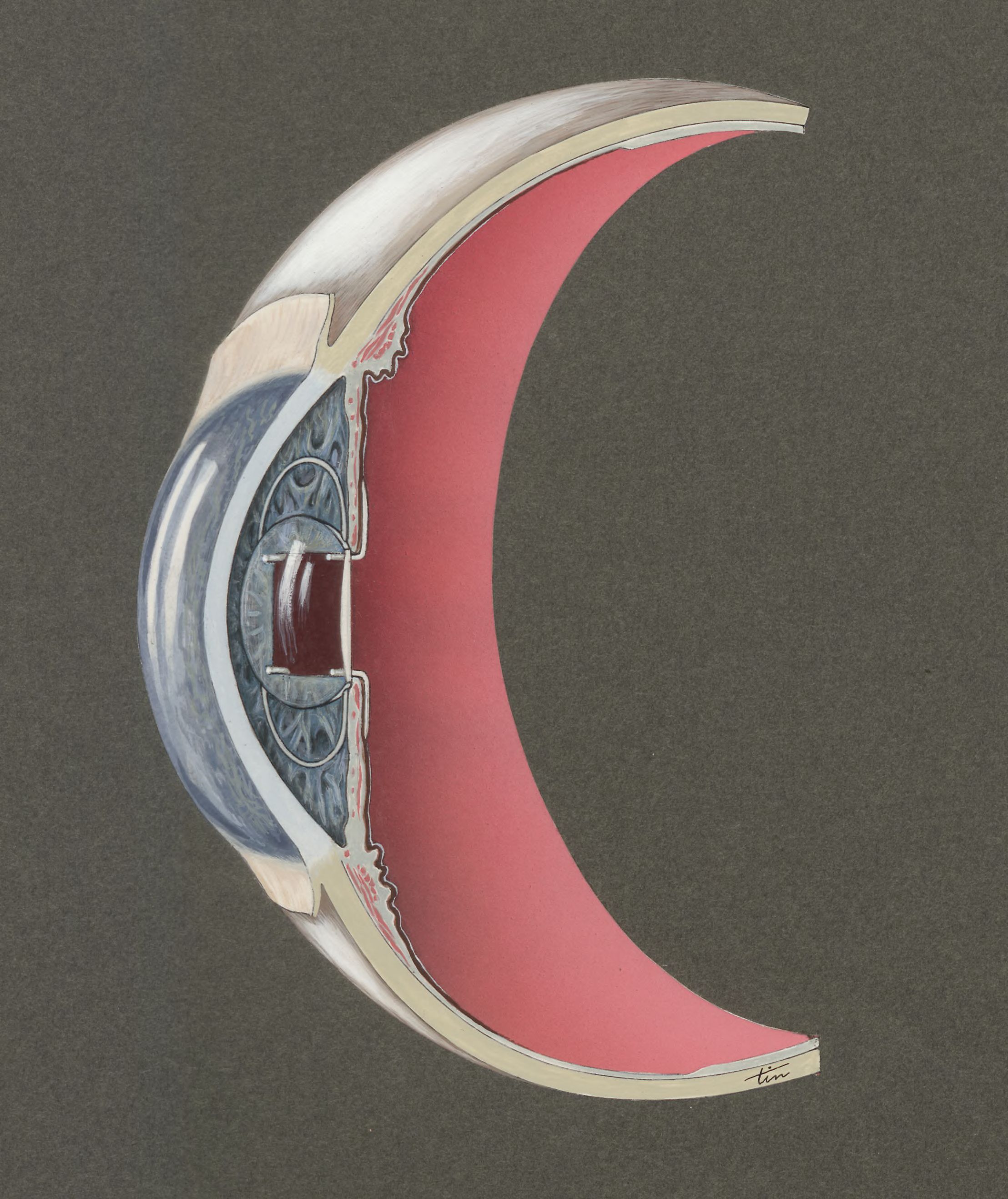 Cross section of the eye