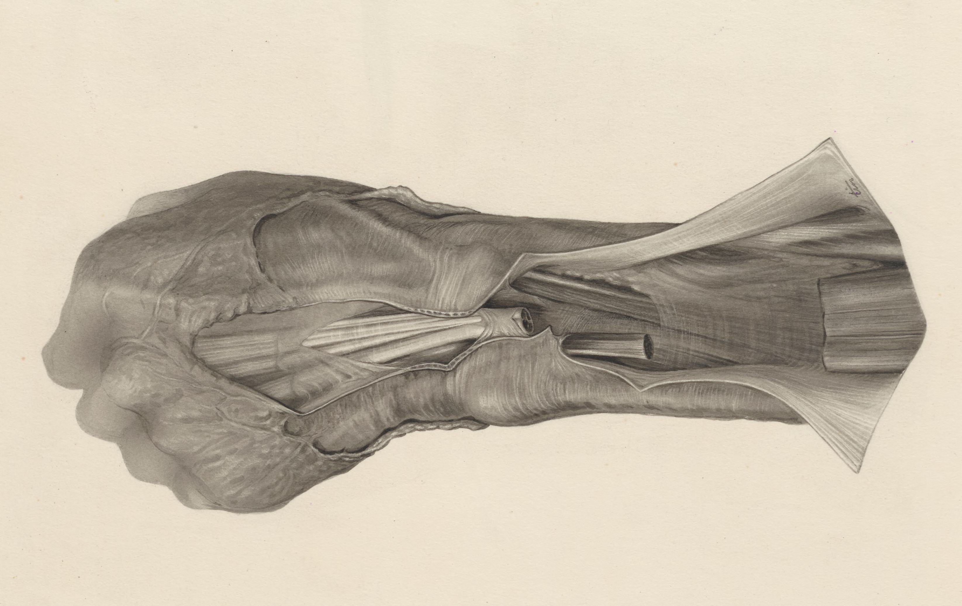 Muscular tissue of the hand