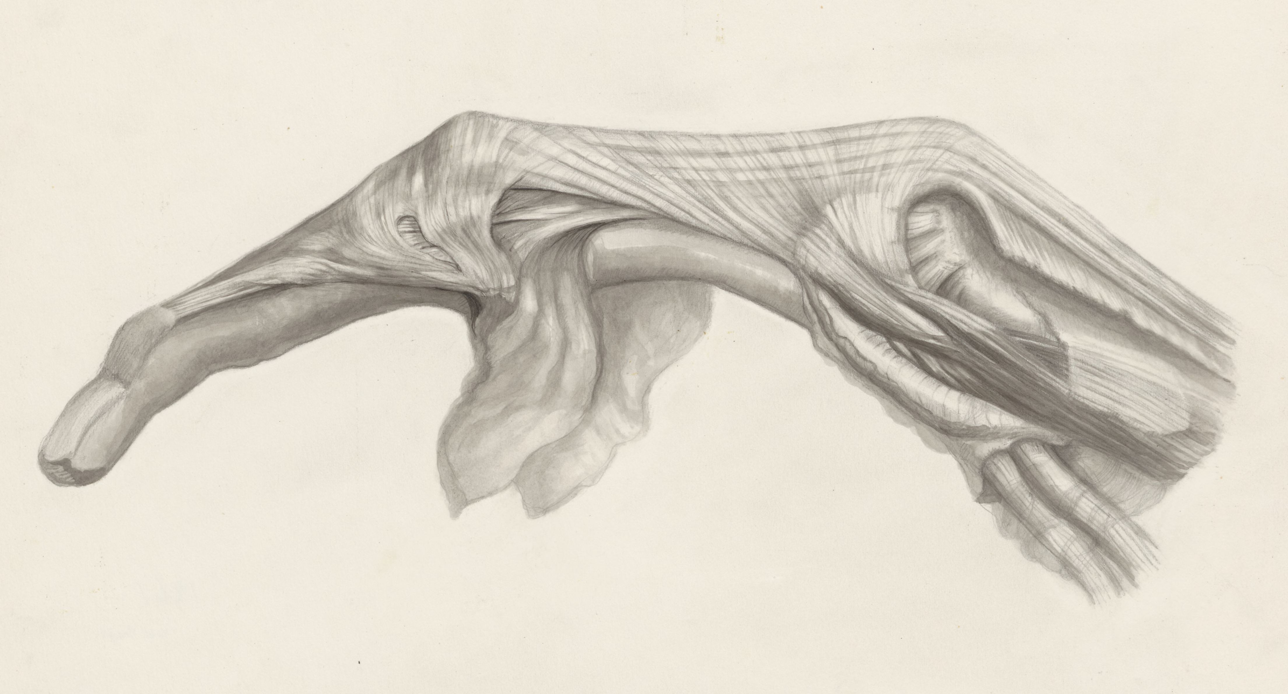 Muscular tissue of the finger