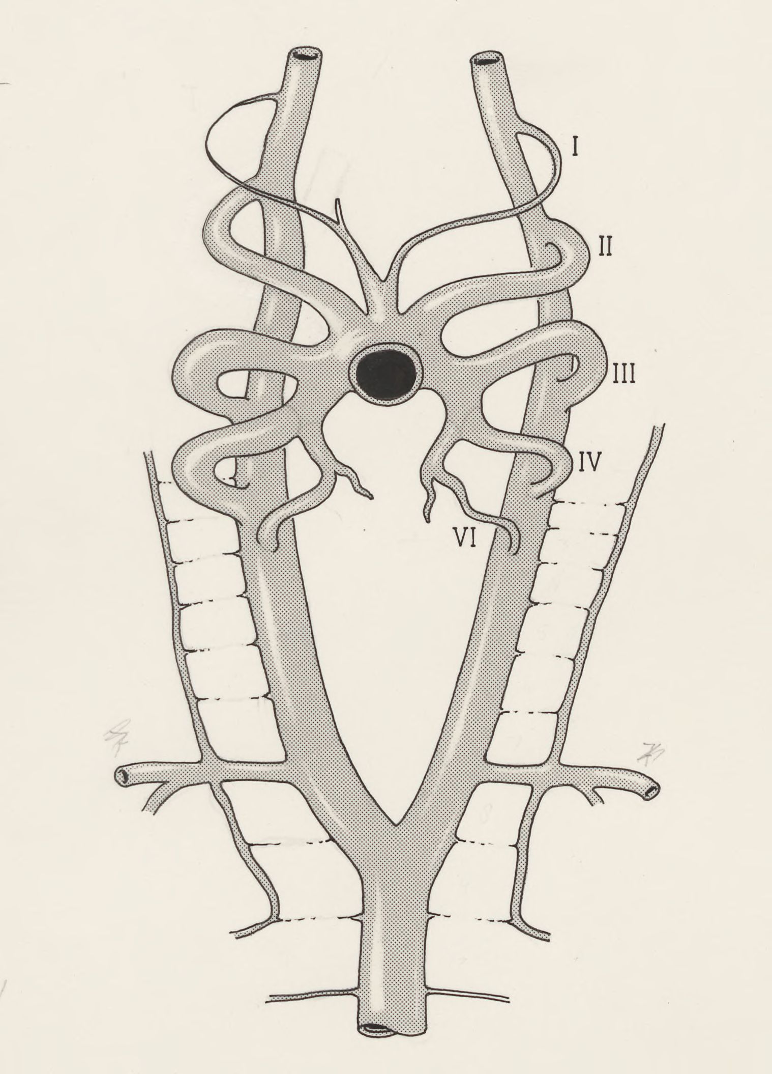 Vascular structure of the thorax