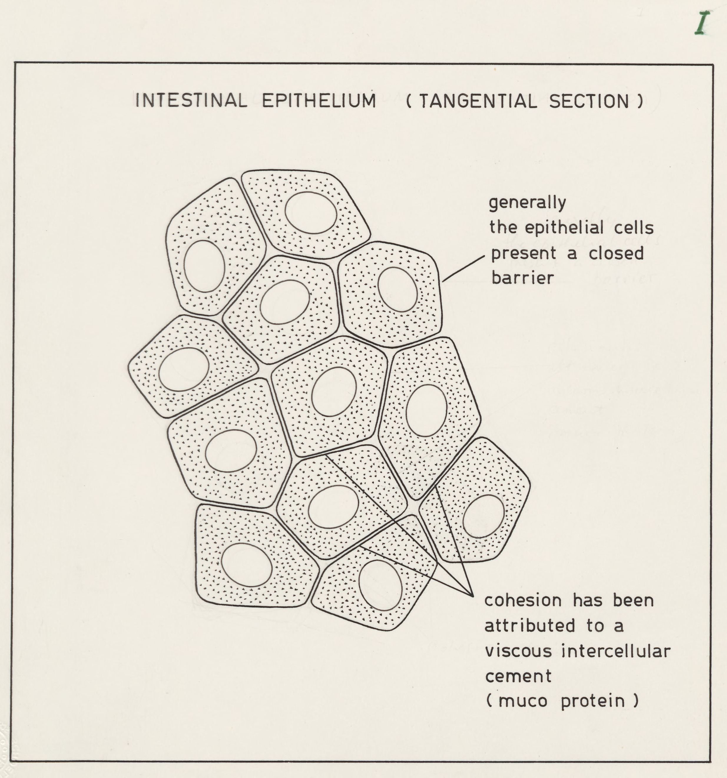 Intestinal epithelium