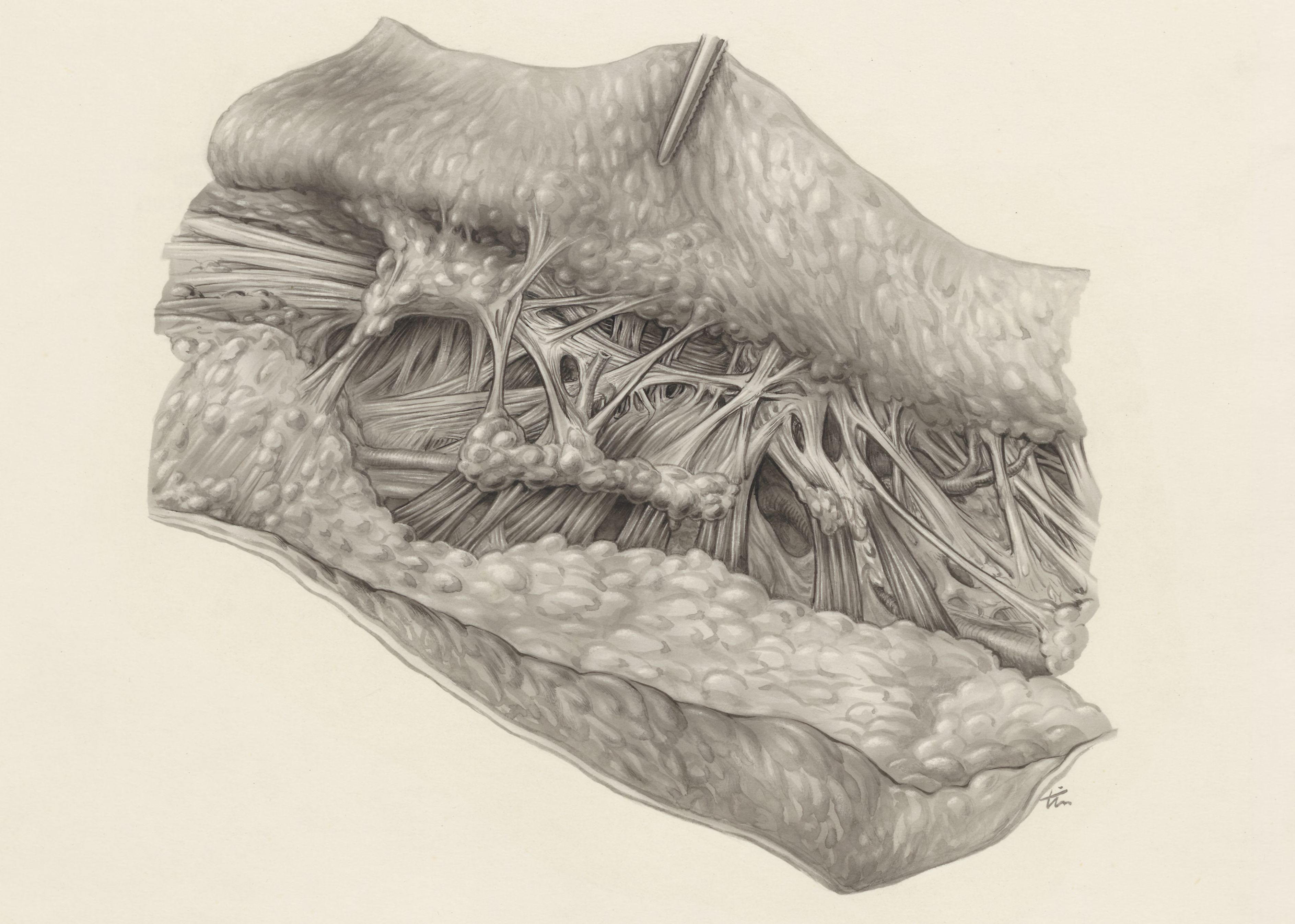 Muscular tissue of the hand or fingers
