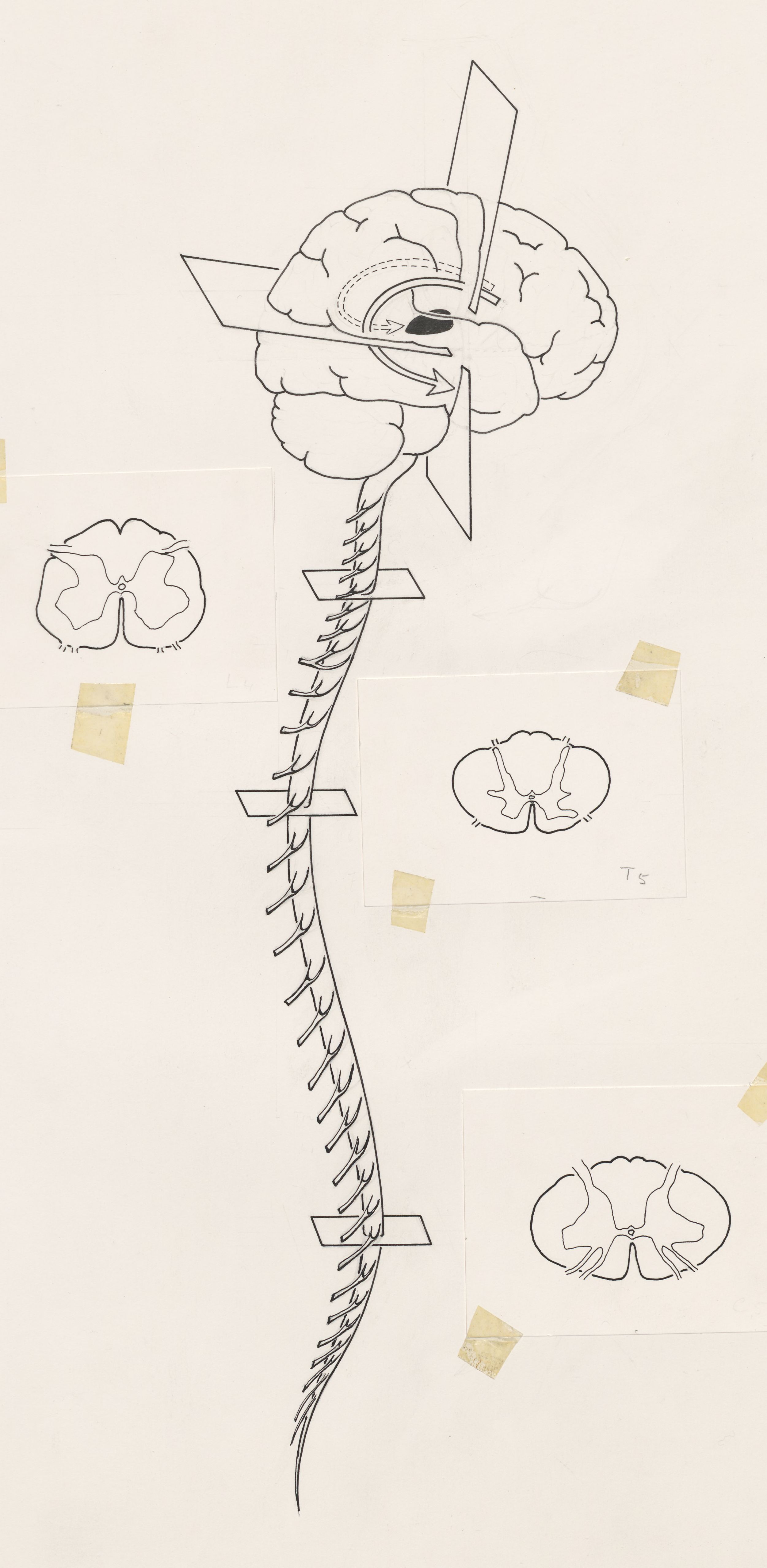 Brain and spinal column