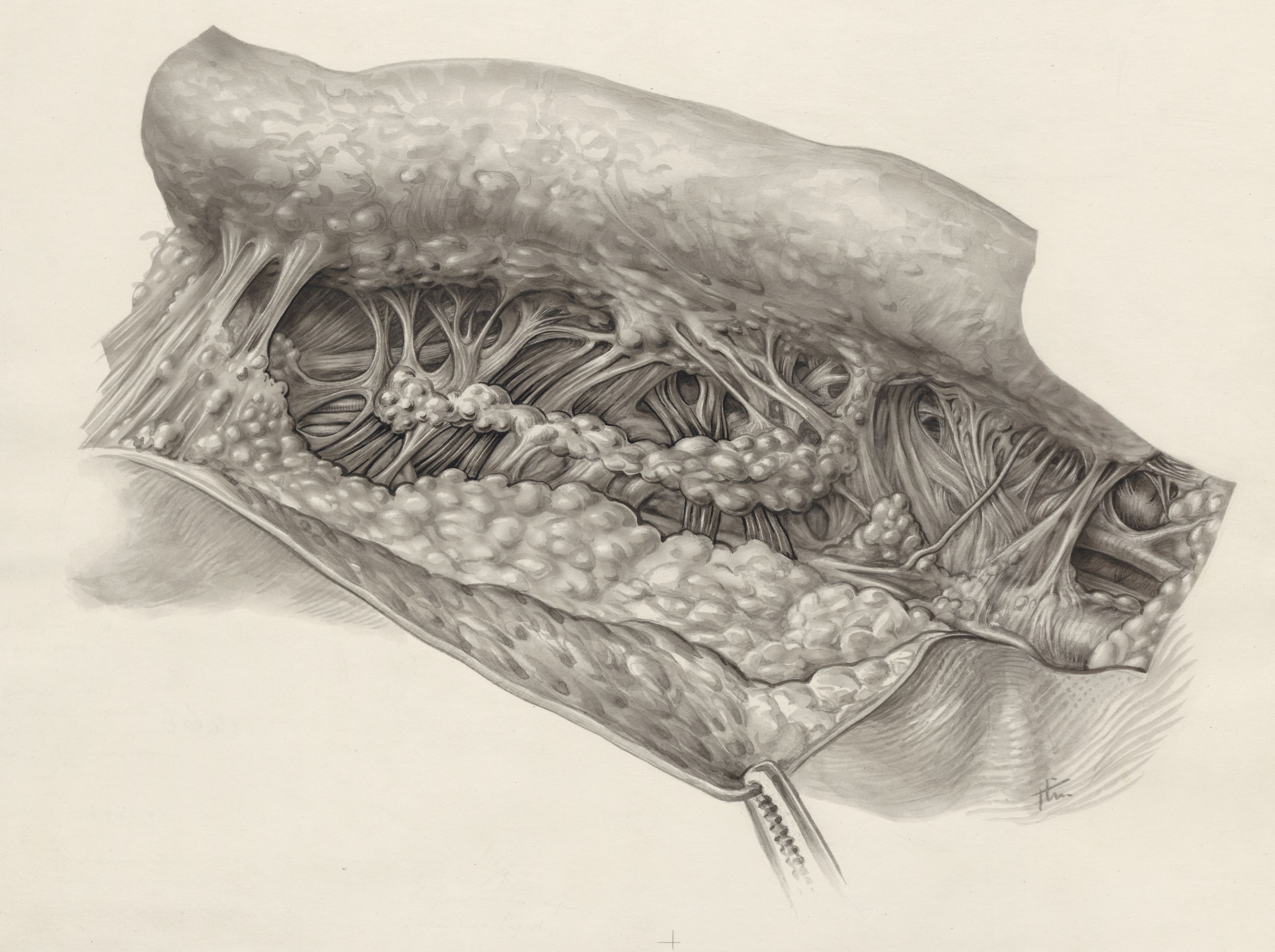Muscular tissue of the hand or fingers