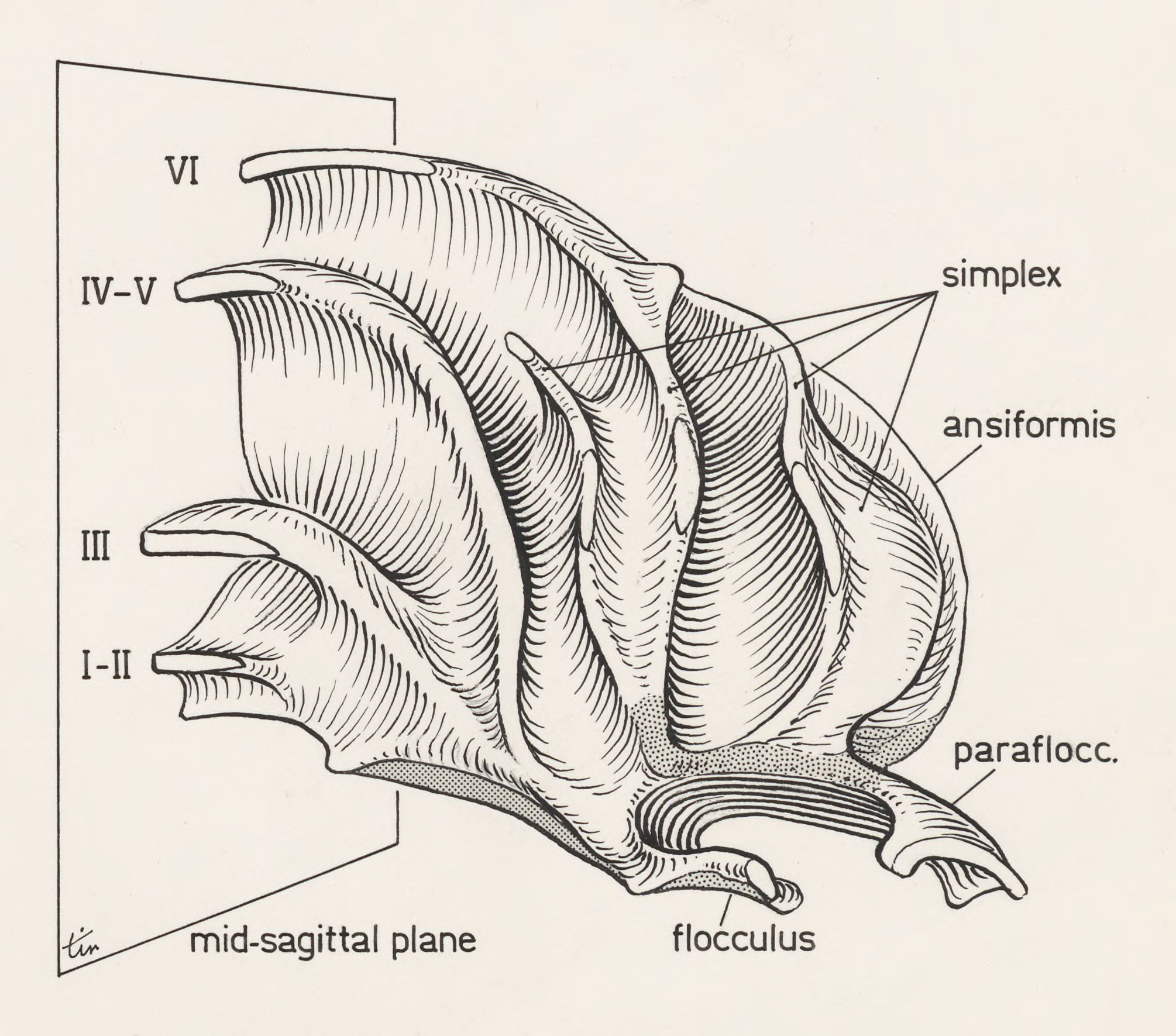 Cerebellum of a mouse