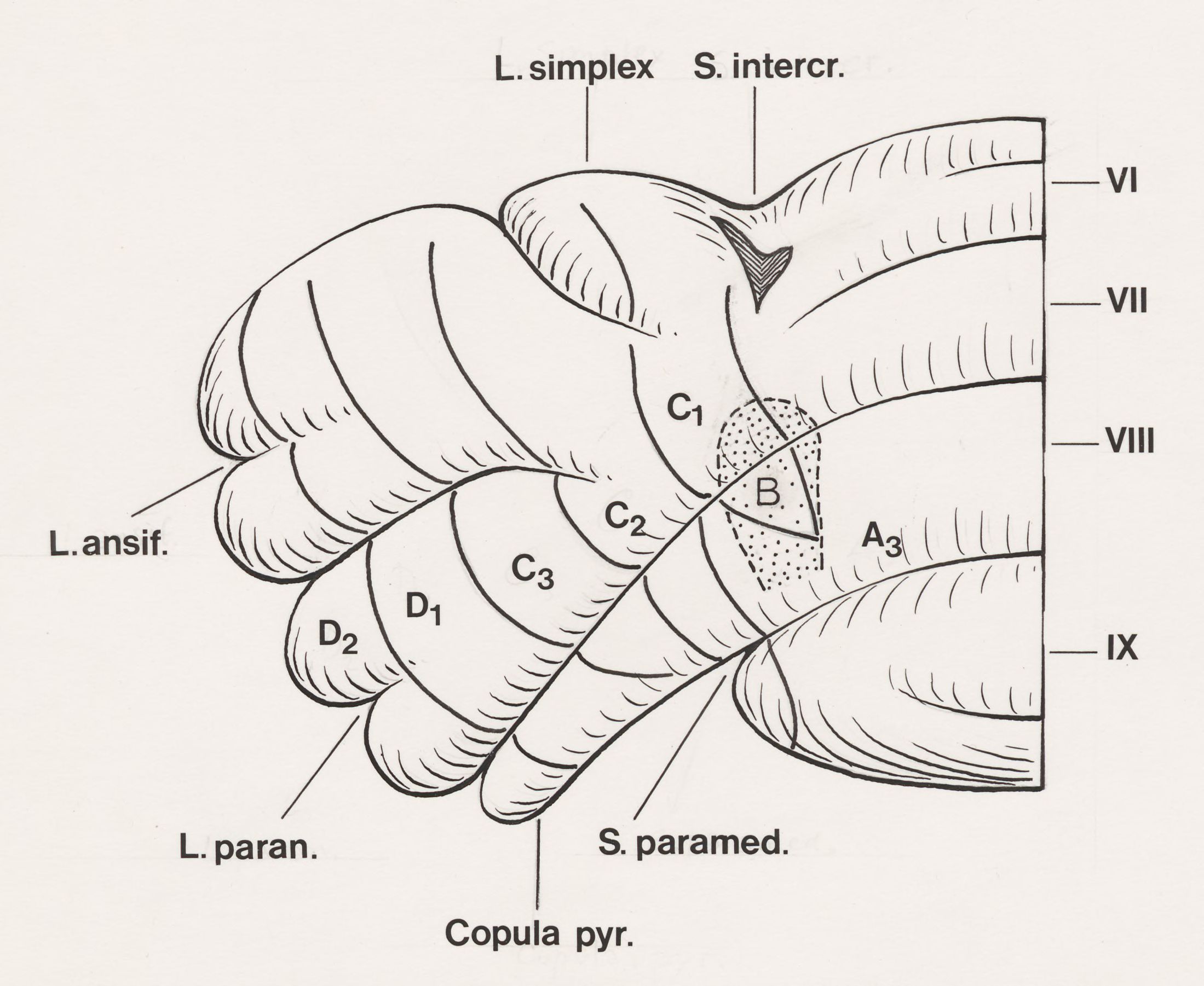 Part of the central nervous system