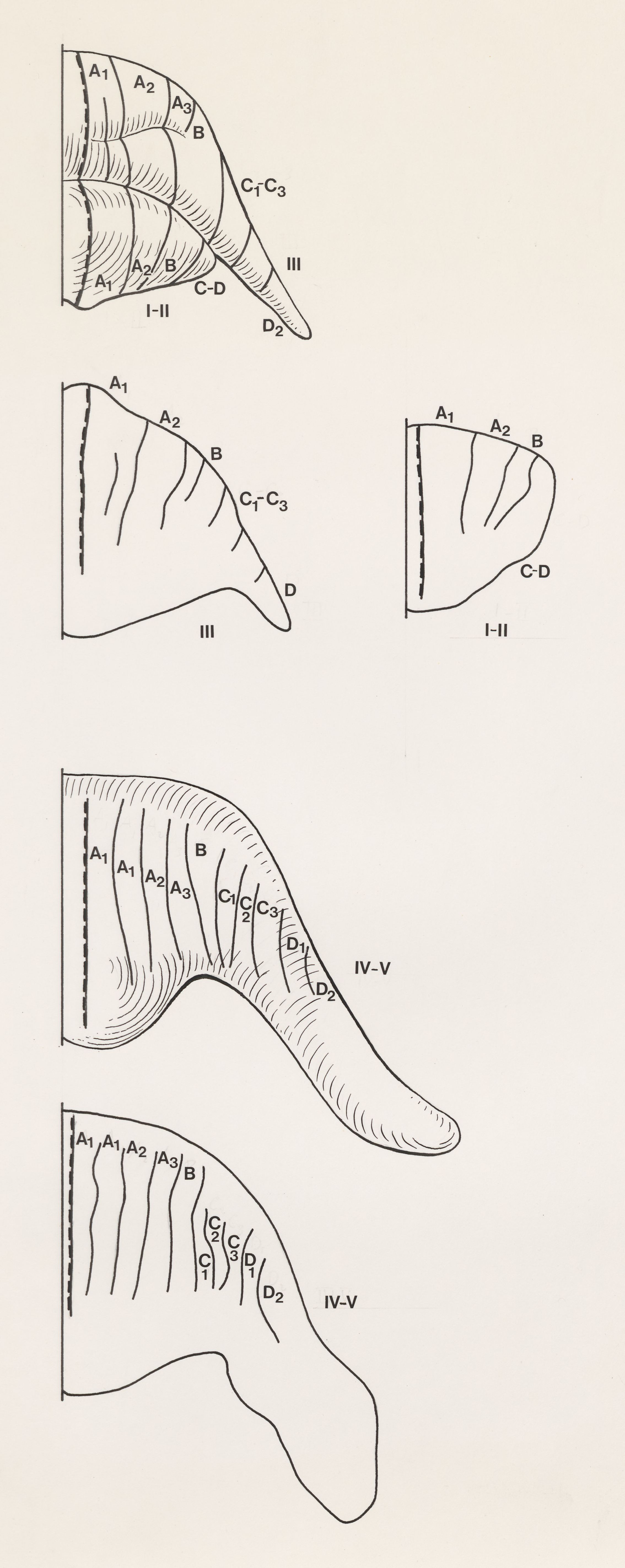 Part of the central nervous system