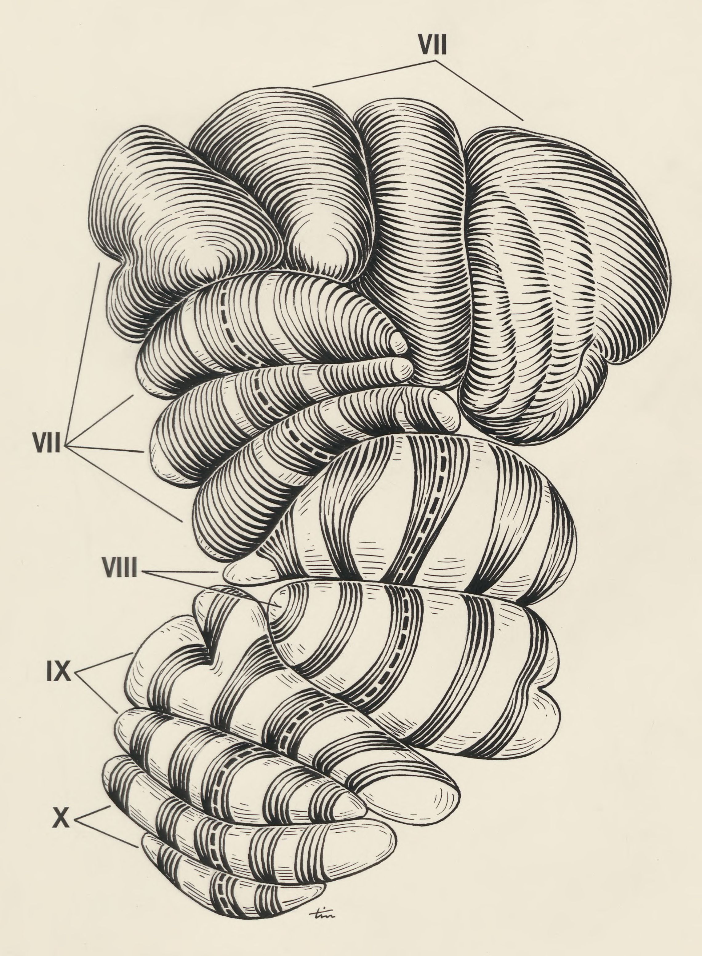 Part of the central nervous system