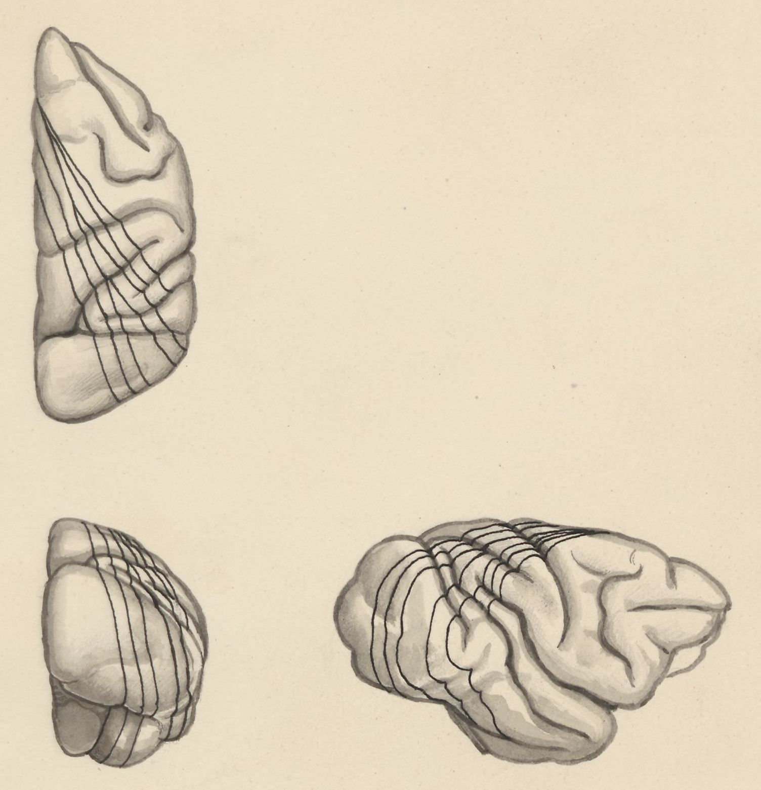 Part of the central nervous system