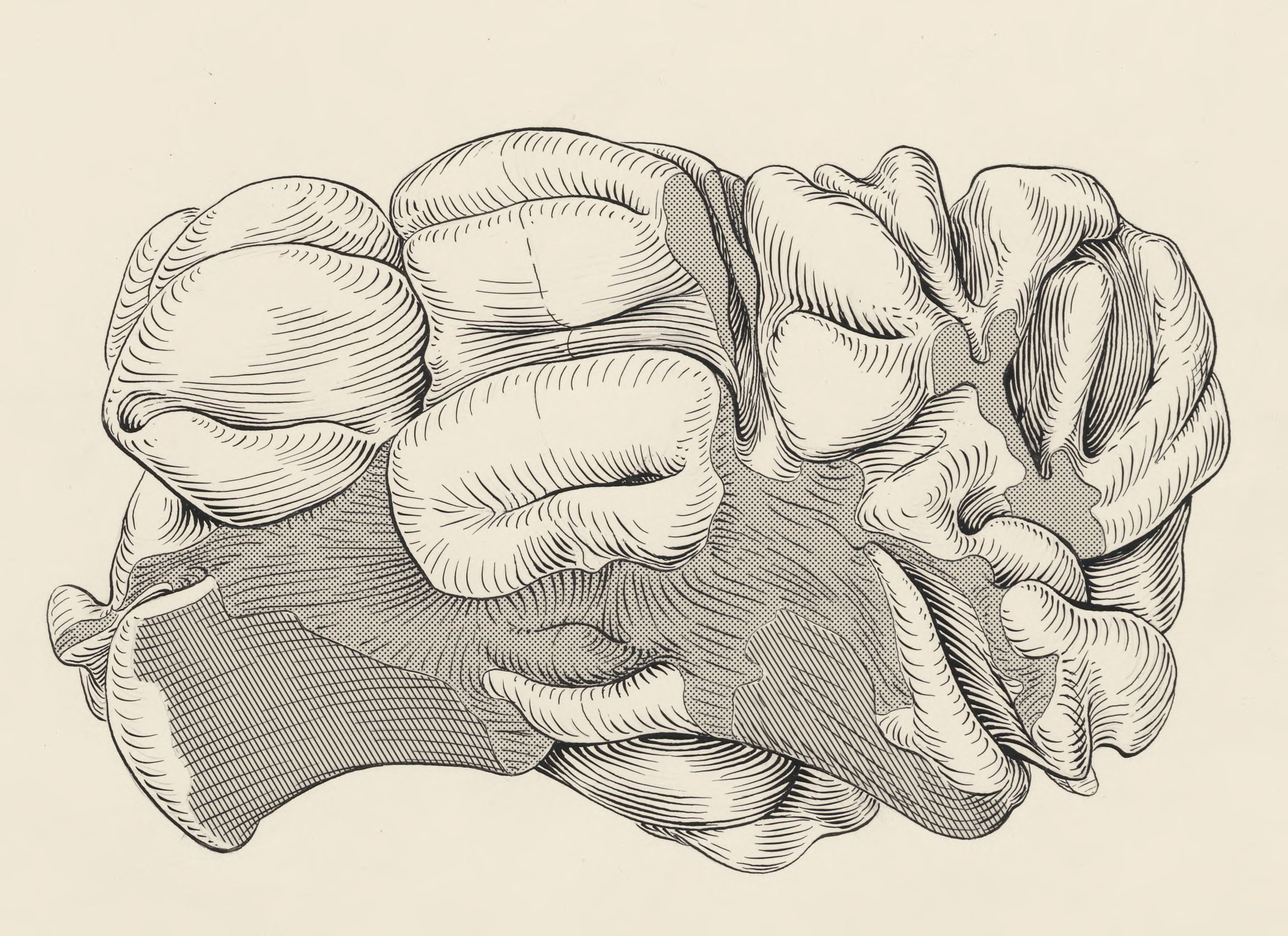 Part of the central nervous system of a lemur