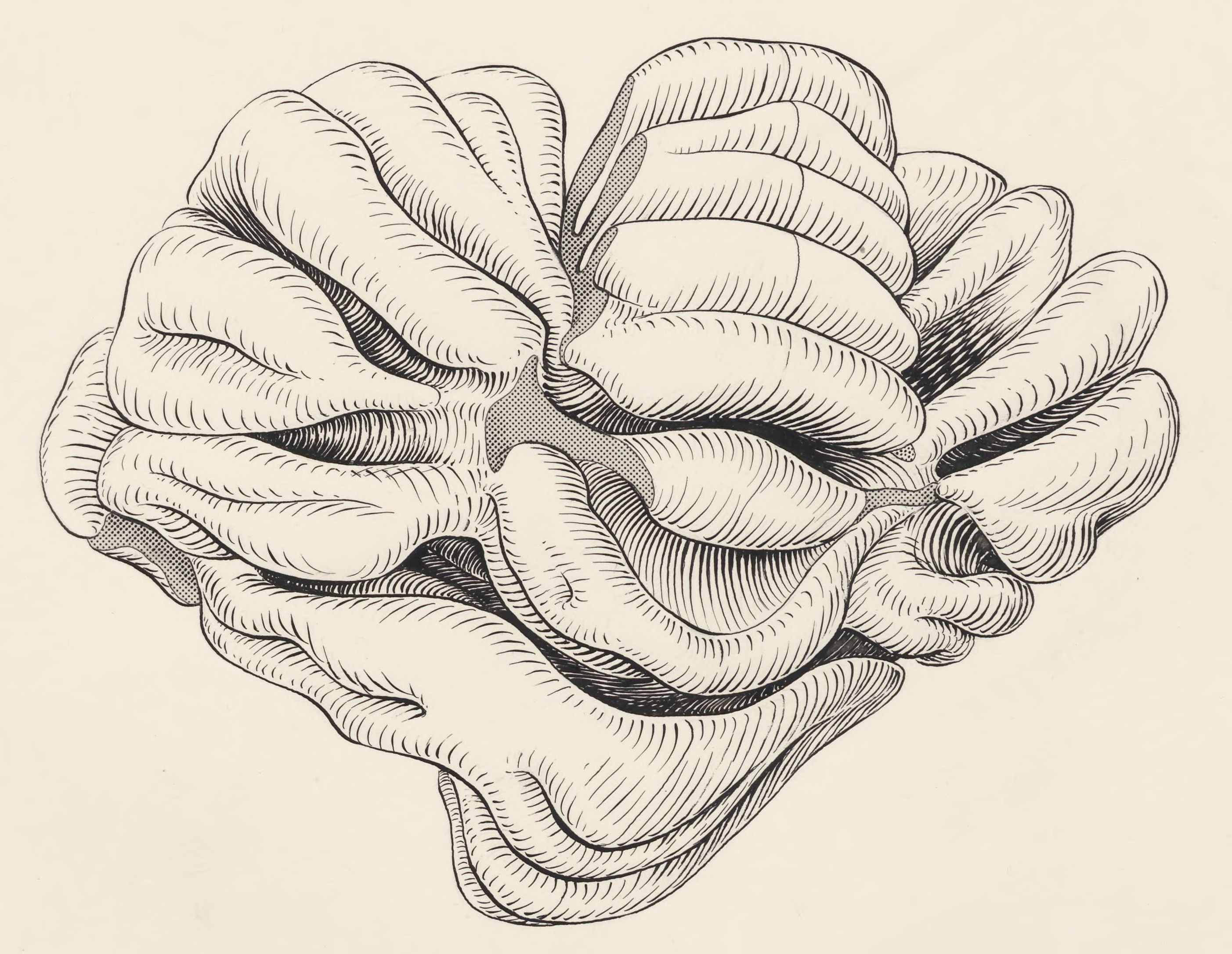 Part of the central nervous system of a lemur