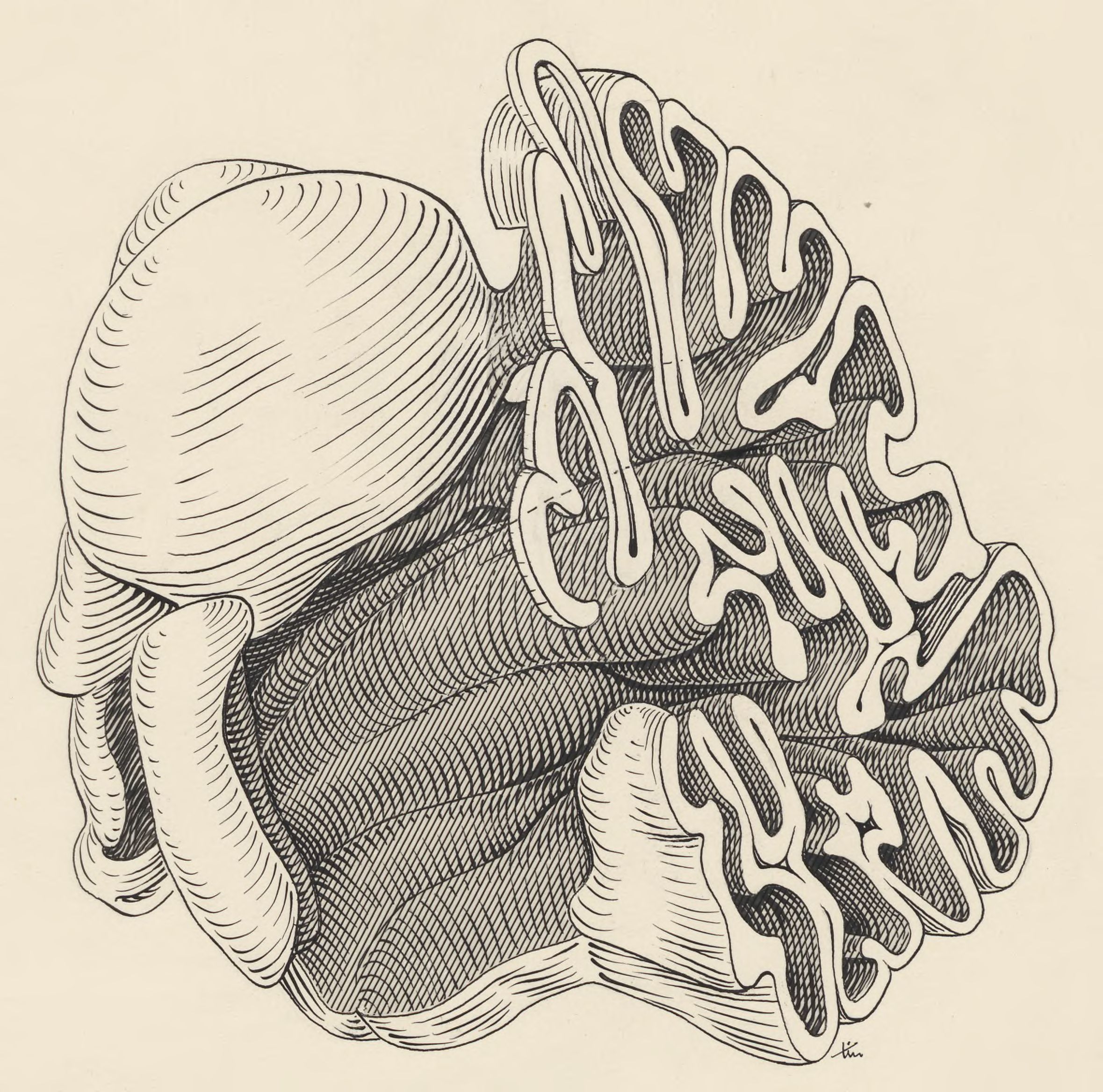 Part of the central nervous system of a lemur