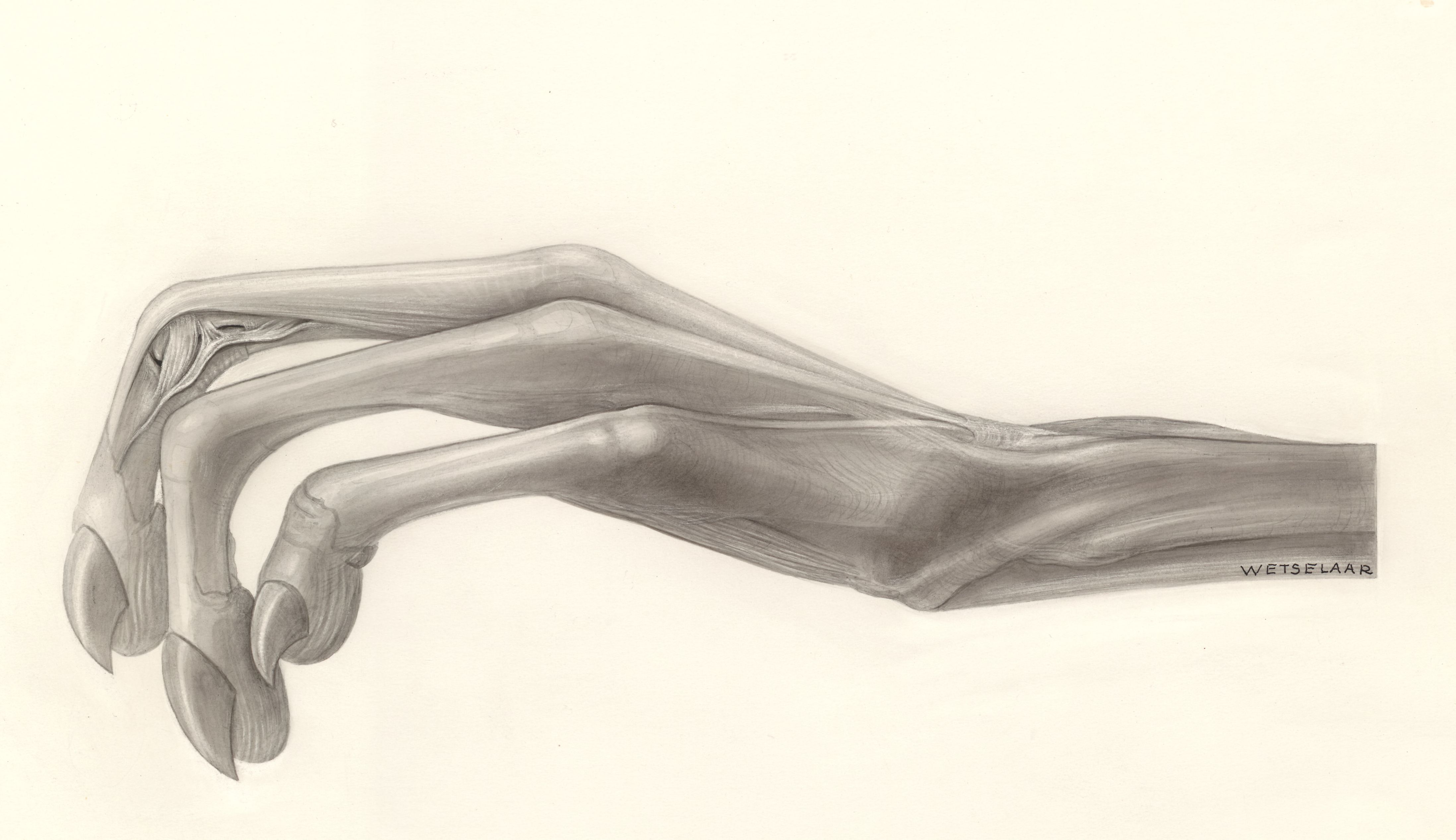 Muscular tissue of the hand